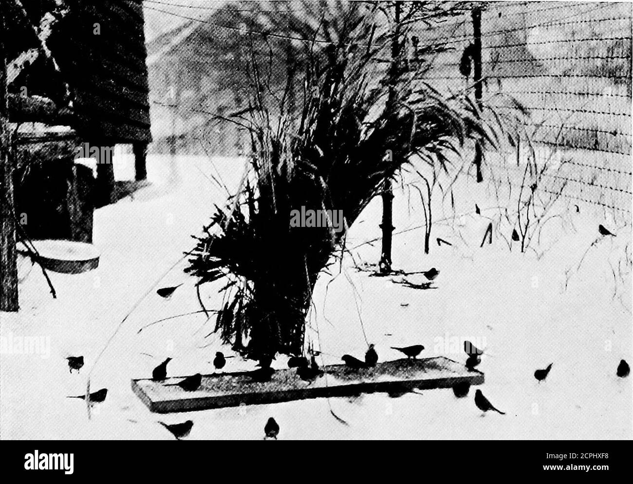 . La fabrication de Birdcraft Sanctuary . PHOTOGEAPHING A EOBIN TENANTPhotographiée par Wilbur F. Smith. A CHEISTMAS SHEAF FOE LES JUNCOS ET L'ARBRE SPAEEOWS LA FABRICATION DE BIEDOBAFT SANCTUARY 21 ist, 192,2, cette date trouve Birdcraft MusiHim practiealh^ achevé, conformément à son plan original d'exhiliit les oiseaux qui peuvent être vus dans le Connecticut au cours de l'année. Les unités nos 1 et 2, construites par le fondateur, montrant les groupements d'habitats de liirdsin ont été complétées par une troisième section, l'Eoom d'étude, dans laquelle des duplicata des liirds dans les groupes de picturegroups, mâles et femelles, clairement marqués avec leur au Banque D'Images