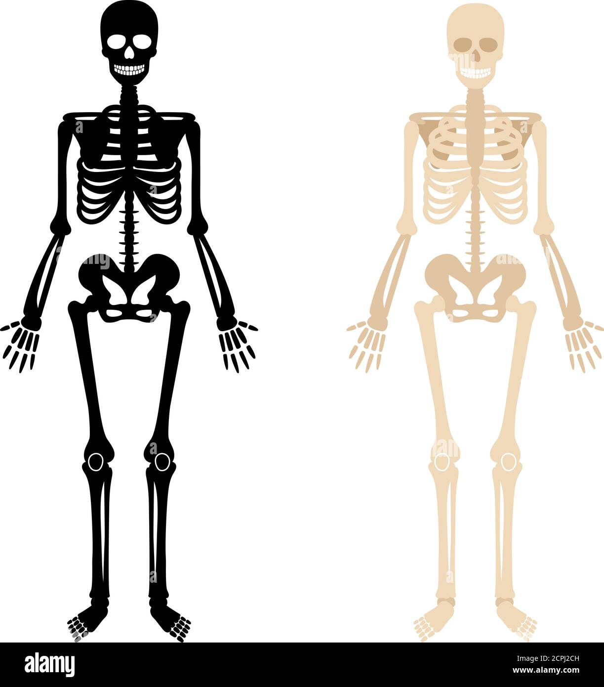 Squelette humain. OS arrière et blancs illustration du vecteur anatomique squelette, système de biologie squelettique isolé sur fond blanc Illustration de Vecteur