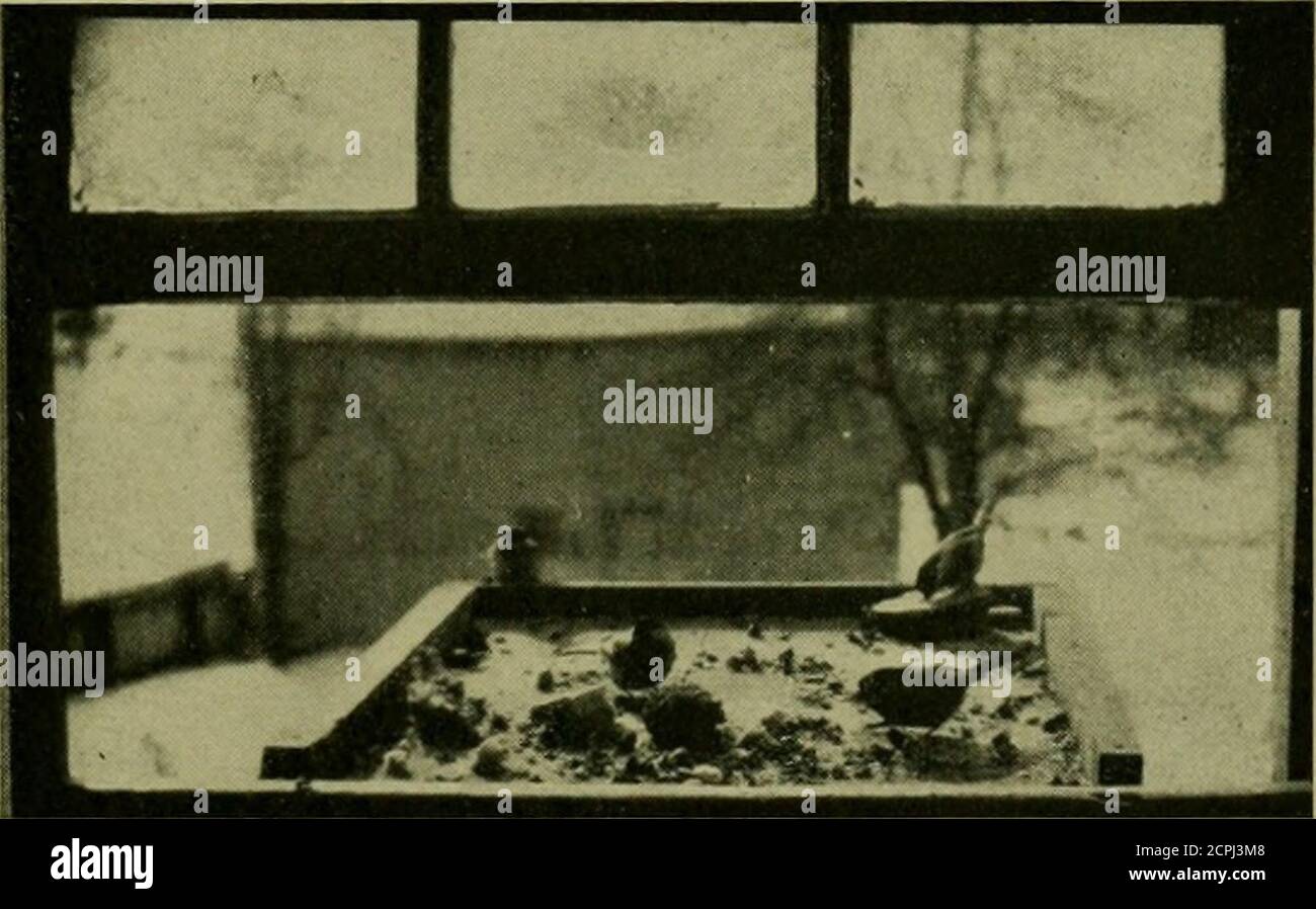 . Le Lore d'oiseau, de Red-breastedNuthlots, le premier que nous ayons jamais vu. Ils sont restés avec nous plusieurs semaines, et qu'un seul séjour valait la peine de garder la table en place, bien que je n'aie jamais pensé à des problèmes dans cette connexion. C'est un grand endroit pour étudier le caractère d'oiseau. Tous les chiches nous ressemblent quand on les voit dans les arbres à une petite distance, mais sur la table à quelques pieds de distance, ils sont juste différents dans l'apparence et les manières comme le sont peo-ple. Cinq chichadés et un Nuthatchétaient sur le plateau à la fois; encore, cinq chickadés et un pic Downy; encore, trois chichadés, un Downy et Banque D'Images