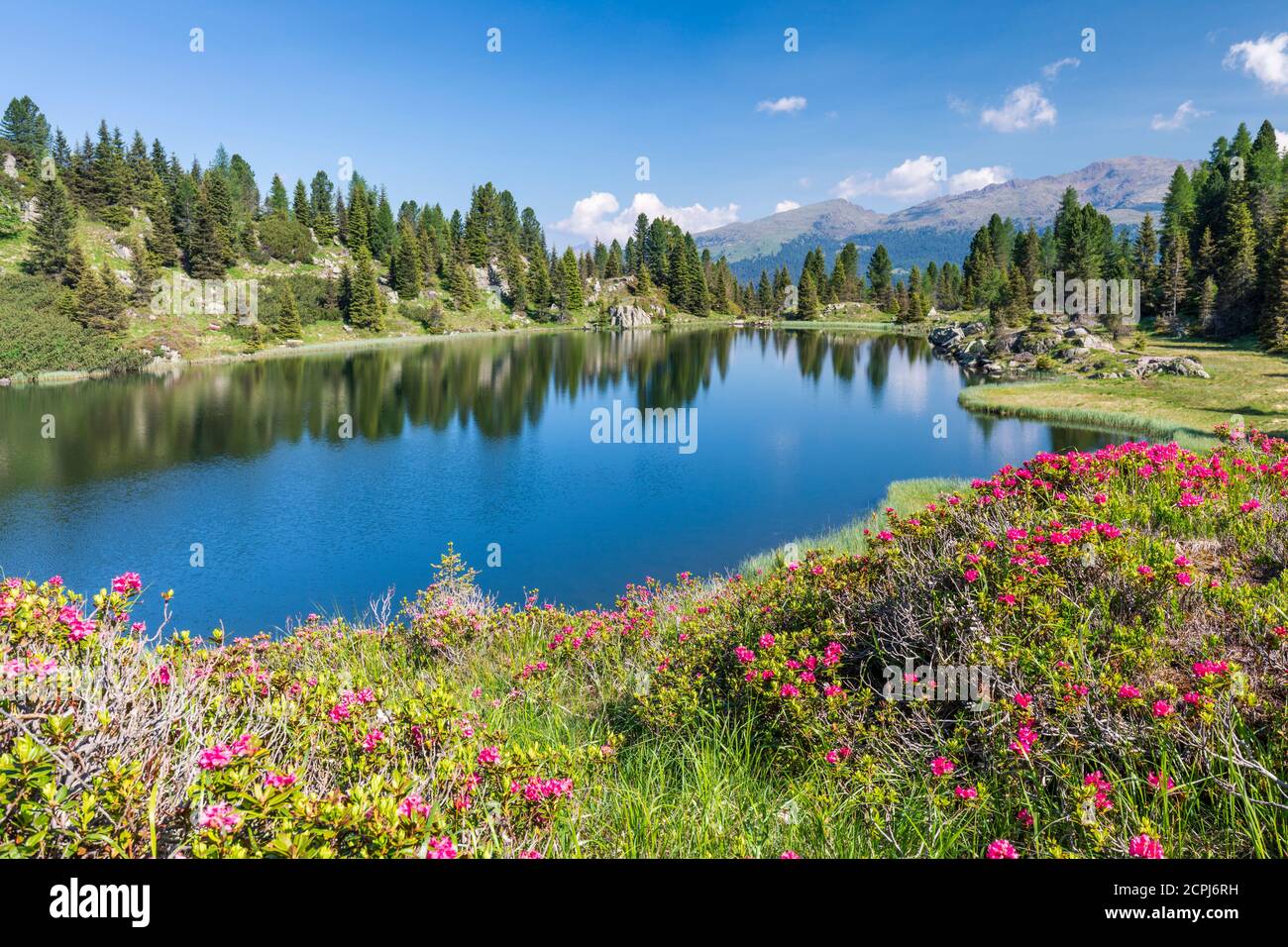 L'Europe, Italie, Trento, Trentino, chaîne du Lagorai, le Colbricon lacs en été avec la floraison des rhododendrons et des montagnes reflété sur l'eau Banque D'Images