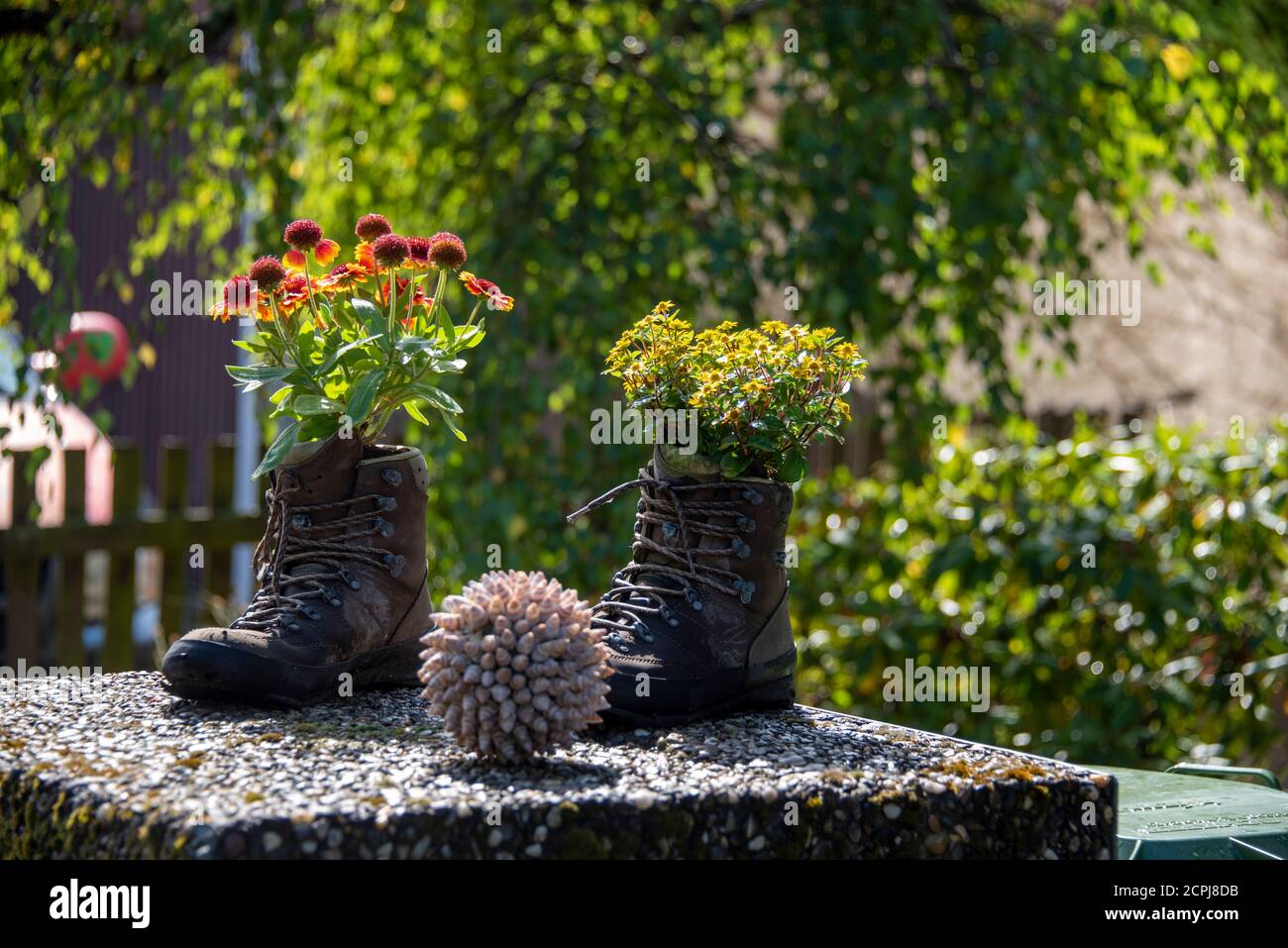 Allemagne Bavière. Village de carottes, les fleurs poussent dans de vieilles bottes de randonnée, chaussures d'alpinisme, boules de coquillages. Banque D'Images