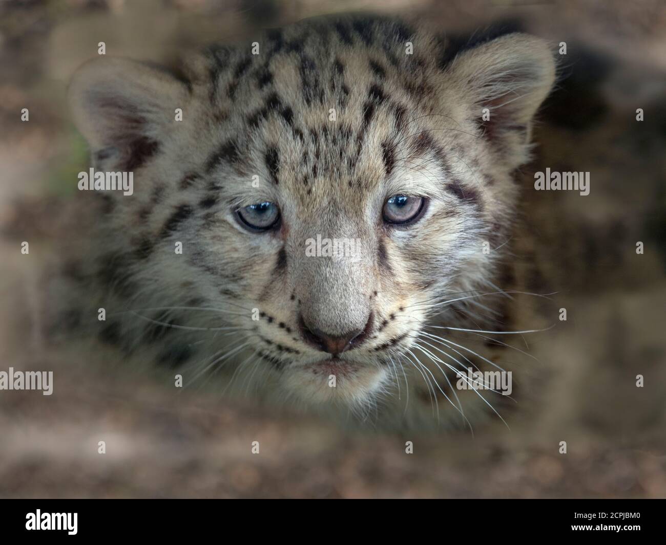 Léopard des neiges ou once Panthera uncia single cub à neuf semaines Banque D'Images