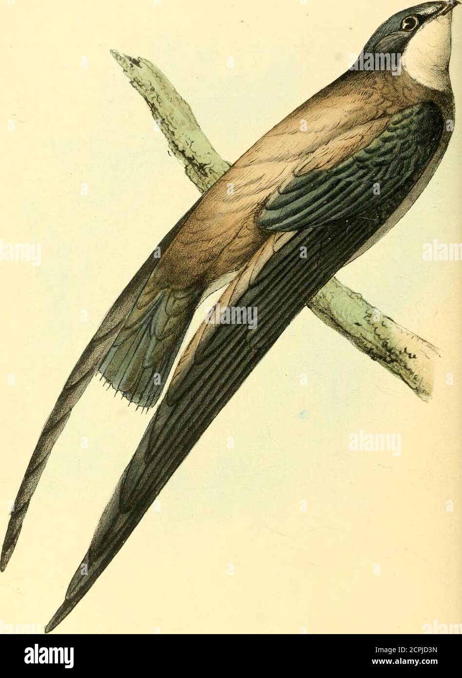 . Les illustrations zoologiques, ou, les figures originales et les descriptions d'animaux nouveaux, rares ou intéressants, sélectionnés principalement des classes d'ornithologie, entomologie, et de conchologie, et arrangés selon leurs affinités apparentes . il d'avoir d'abord dirigé l'attention des ornithologues à l'unique quill fallacieux, Ce qui distingue généralement les mâles de ce groupe, nous transférons de nous-mêmes à Azara. Son travail inestimable que nous ne possédons pas, et ne savait pas que la circonstance avait été mentionnée par lui. Nous ne connaissons que le genre Pachyrhynchvsof Spix, par sein Banque D'Images