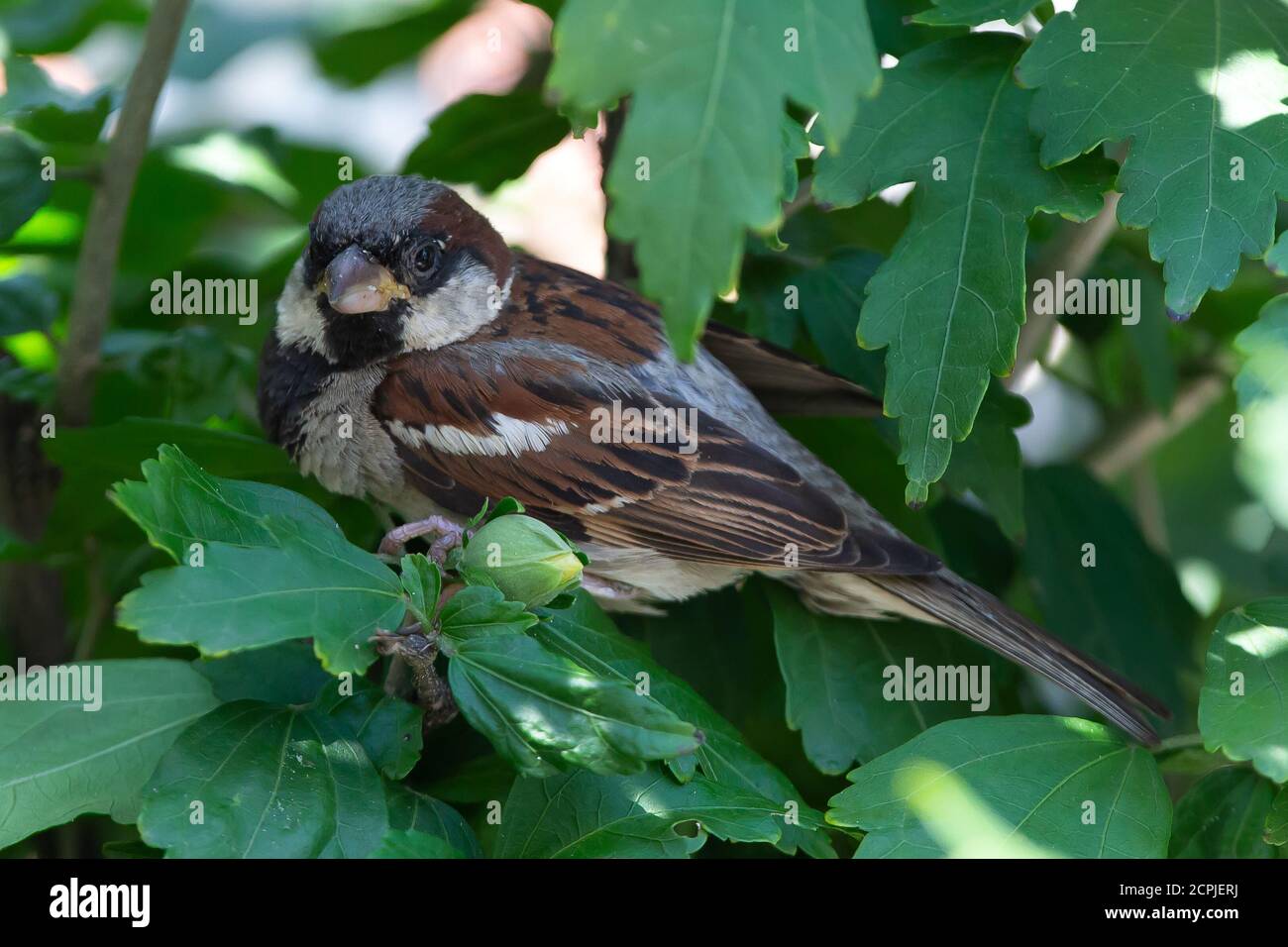 Belgrade, Serbie. 19 septembre 2020. Un moineau se trouve dans la brousse pendant la maladie du coronavirus (COVID-19) après l'augmentation du coronavirus infecté à Belgrade, en Serbie, le 19 septembre 2020. Les nouvelles mesures de l'état-major de crise pour prévenir la propagation du virus corona entreront en vigueur ce soir, et tous les citoyens de Serbie qui entrent dans le pays à partir de 6 heures seront sous surveillance médicale spéciale. À la frontière, ils recevront des avertissements indiquant où et comment les signaler, même s'ils n'ont pas de symptômes du coronavirus. La première étape est le test d'auto-évaluation de Banque D'Images