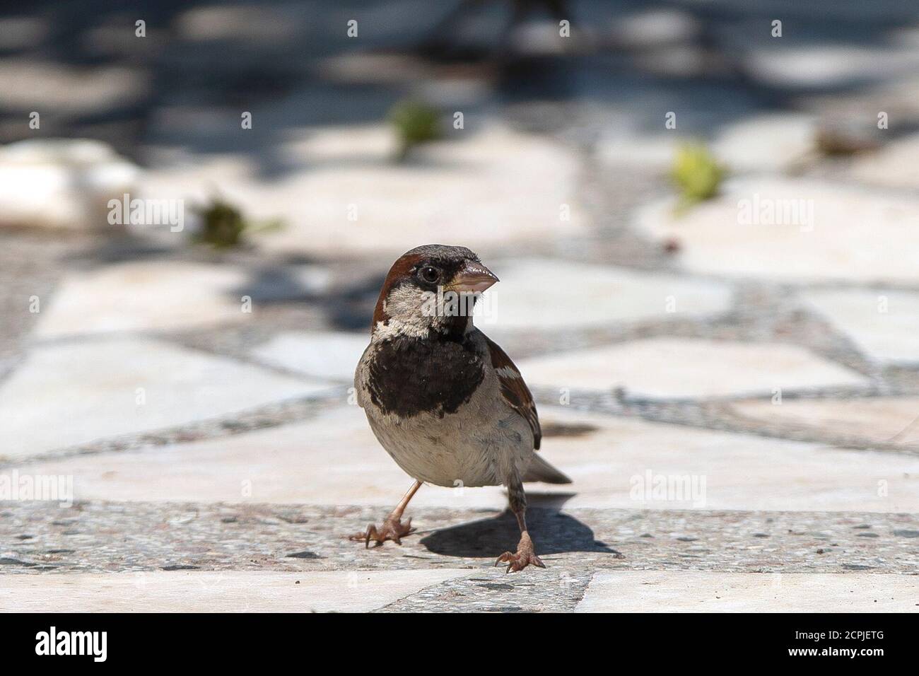 Belgrade, Serbie. 19 septembre 2020. Un moineau se promène dans la ville pendant la maladie du coronavirus (COVID-19) après l'augmentation du coronavirus infecté à Belgrade, Serbie, le 19 septembre 2020. Les nouvelles mesures de l'état-major de crise pour prévenir la propagation du virus corona entreront en vigueur ce soir, et tous les citoyens de Serbie qui entrent dans le pays à partir de 6 heures seront sous surveillance médicale spéciale. À la frontière, ils recevront des avertissements indiquant où et comment les signaler, même s'ils n'ont pas de symptômes du coronavirus. La première étape est le test d'auto-évaluation Banque D'Images