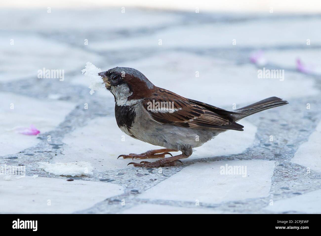 Belgrade, Serbie. 19 septembre 2020. Un moineau mange un morceau de pain pendant la maladie du coronavirus (COVID-19) après l'augmentation du coronavirus infecté à Belgrade, Serbie, le 19 septembre 2020. Les nouvelles mesures de l'état-major de crise pour prévenir la propagation du virus corona entreront en vigueur ce soir, et tous les citoyens de Serbie qui entrent dans le pays à partir de 6 heures seront sous surveillance médicale spéciale. À la frontière, ils recevront des avertissements indiquant où et comment les signaler, même s'ils n'ont pas de symptômes du coronavirus. La première étape est le test d'auto-évaluation Banque D'Images