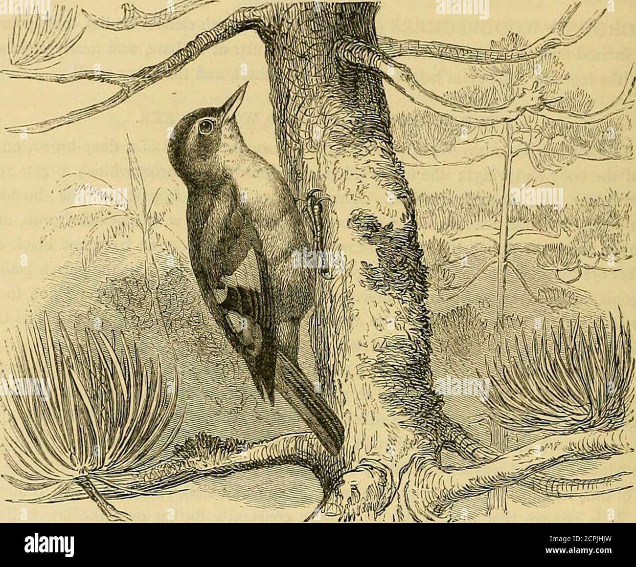 . Le livre de Cassell sur les oiseaux . r la nourriture se compose principalement d'insectes, et alors qu'à la recherche de ceux-ci, ils tapotent sur l'écorce de l'arbre après la manière du ^oodpecker.selon notre propre expérience, ils mangeront aussi certaines sortes de noix. Le nid est habituellement placé dans 20 CASVEND LIVRE D'OISEAUX. Un trou dans un arbre. Tlie diverses espèces, pour autant que nous l'avons constaté, n'ont rien frappant ou particulier leur cr). LE BAISER DE MARCHE AUX CHEVEUX TIRAGÉS. Le bec-escalier à la truche {Xenops gaiibarbis), un habitant des forêts brésiliennes, brun-isolé sur les parties supérieures du corps, béné brun-grisâtre Banque D'Images