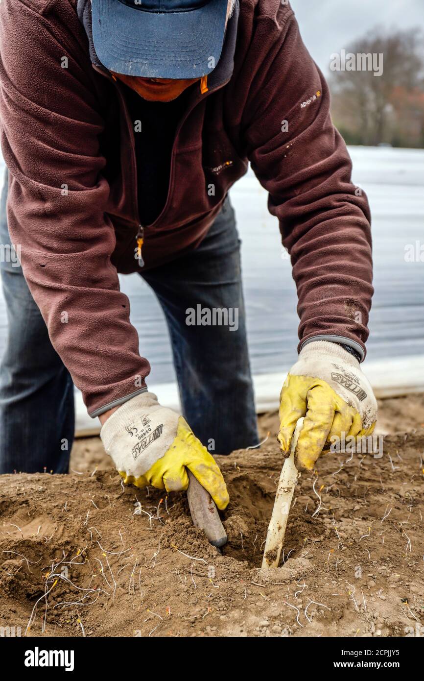Les travailleurs saisonniers polonais travaillent pendant la récolte des asperges sur un champ d'asperges de la région de Spargelhof Schulte-Scherlebeck, Herten, Ruhr, au nord Banque D'Images