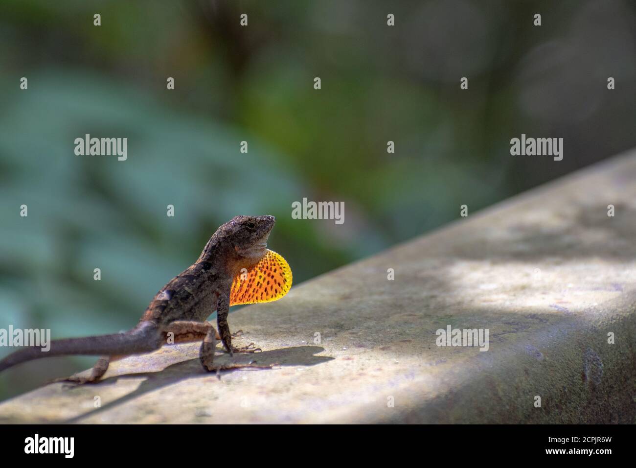 Une anole brune fait clignoter son point de rosée Banque D'Images