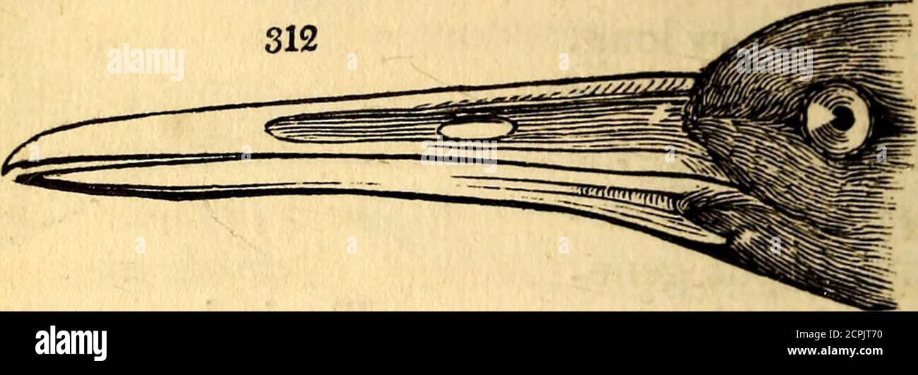 . Sur l'histoire naturelle et la classification des oiseaux . * la Gallinula Martinica de Latham, mais un vrai Porphyrio.A 3 358 SUR LA CLASSIFICATION OP OISEAUX. Une membrane latérale, qui est soit étroite, et d'égale largeur, ou dilatée en lobes. Type natato-rial. * F. Chloropus. Selby, ii. pi. 31. atra. Selby, ii. pi. 32.Rallus, Linn. Rail. Projet de loi allongé, mince. Bothmandibles, en général, légèrement incurvés, et avec leurs marges considérablement enflammés au-delà des nos-trils. Le type tenuirostral. (fig. 312.)R. caesius. Partie 5. N° 162. Négligence. Partie 5. N° 164. Sanguinolentus. Lb. N° br Banque D'Images