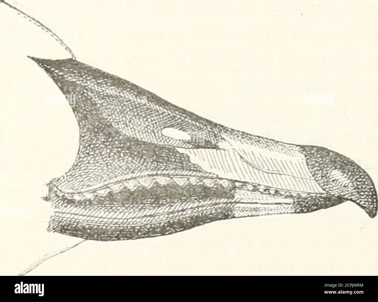 . Atlante ornitologico : uccelli europei : con notizie d'indole generale e particulare . av. XL, fig. 2 e 3]. Parti superori bruno-cenerine, più cupe sul dorso, sulle scapulari e sulle cuo- pritrici alari, che sono marginate di biancastro; poche penne bianche alla base del becco; basso addome bianco, non ri sono macchie nere in alcuna parte del ga- strero; becco nero sai margine, alla base e sullunghia, giallo-aranciato arila porzione mediana; gambe e piedi giallo-aranciati {ad.). più scuro e tinto di fulviccio sul collo (giov.). LimghezzatotaleO,in850;beccoO,056; ala0,450; coda0,n160; tarso 0 Banque D'Images