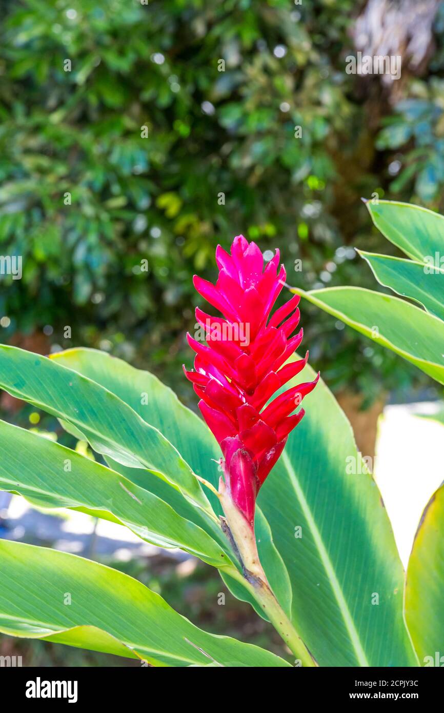 Red Alpinia, (Alpinia purpurata), Ginger Family, parc, Eglise catholique Saint-Anne, Saint-Benoît, Ile de la Réunion, France, Afrique, Océan Indien Banque D'Images