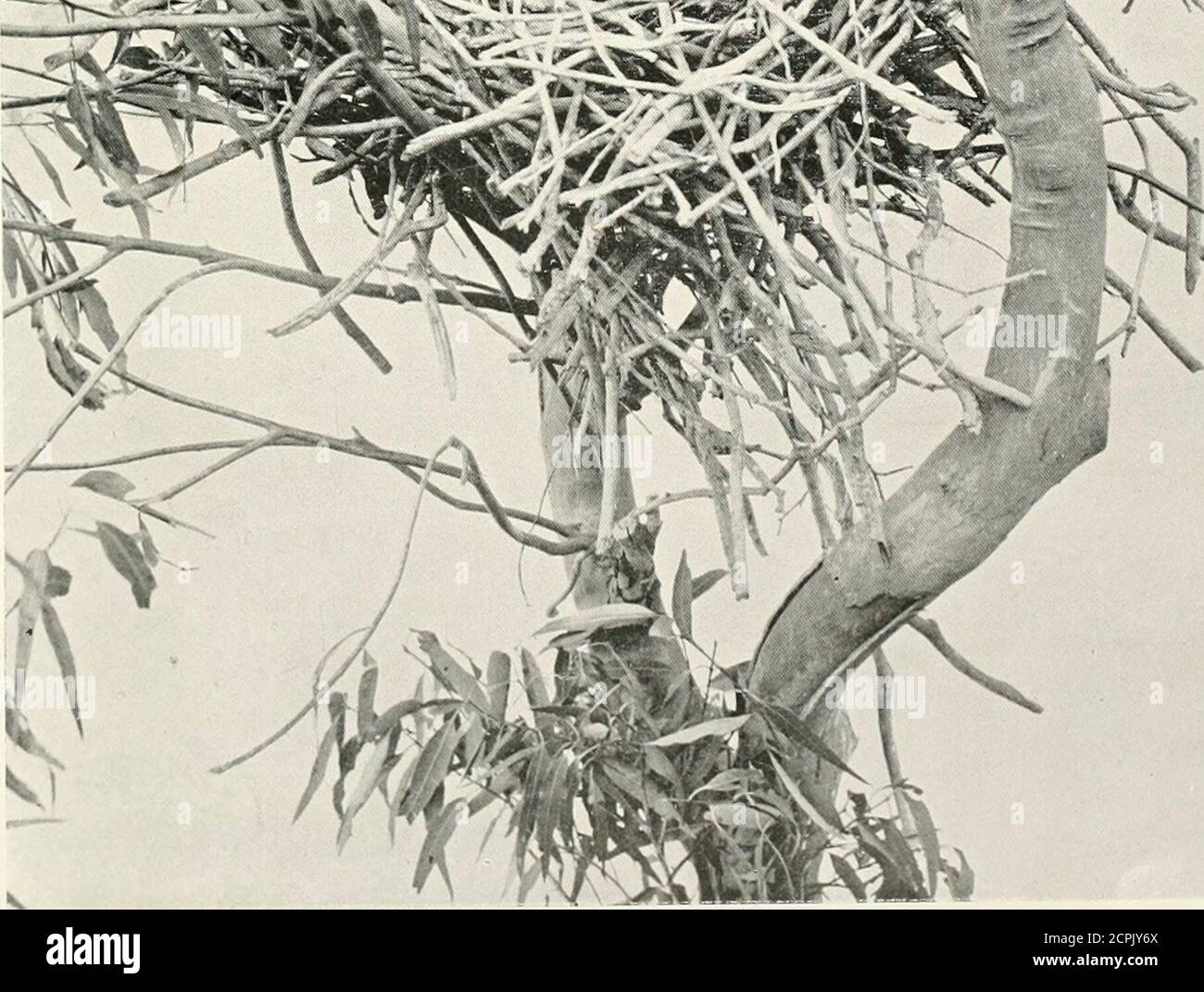 . Nids et œufs d'oiseaux reproducteurs en Australie et en Tasmanie . EXPLICATION DE LA PLAQUE B. 1. Fig. 1, 2, 3. i. Corone AUSTIiALIS. Itaven australien. Fiys. -5, U. GvMXor.iiNA tiuickx. Magpie à dos noir. Fig. 7, 8. CoBvos cobonoidbs. Crow aux yeux Hazel. Figure 9. SrUtPKHA AKGCTA. Hill Crow-Shrike. Figure 10. StUKPEKA MELANOrTElla. Cruw-Shrike à ailes noires Fig. 11. STUEIERA tULIOINOSA. Hooty Crow-Shrikc. Figure 12. SxREREBA GRACULDJA. Nied Crow-Shrike. Figure 13. Streppera CUNEICAVD.ITA. Gris Crow-Shrike. Fig. 1-4, 1.5, Iti. GVMXORUI.va leuconota. Magpie à dos blanc. NIDS ET ŒUFS DE BIR AUSTRALIEN Banque D'Images