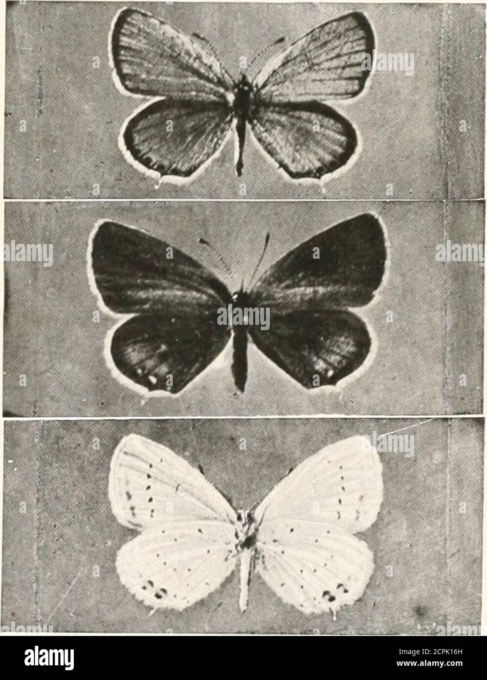 . Oiseaux d'autres terres, reptiles, poissons, animaux joints et formes inférieures; . PhoUs h J. T-d-wardt^ PAPILLON BLEU À QUEUE LONGUE (MÂLE, FEMELLE ET INFÉRIEUR). 315 BLOXWORTH BLEU BUTTFRLY (MÂLE, FEMELLE et INFÉRIEUR) 3l6 LES ANIMAUX VIVANTS DU MONDE les ailes, et est commun dans les jardins et les vergers en été et en automne. La chenille, qui se nourrit de l'ortie, est brune ou noire, avec des bandes en J et des épines. Le T.WVNV ADMIR.A.LIS est un butterfl nord-américain)-, remarquable pour sa ressemblance avec le papillon plus grand calledthe Monarch, dont nous avons déjà parlé. Les Danaids et les long-ailes ] Banque D'Images