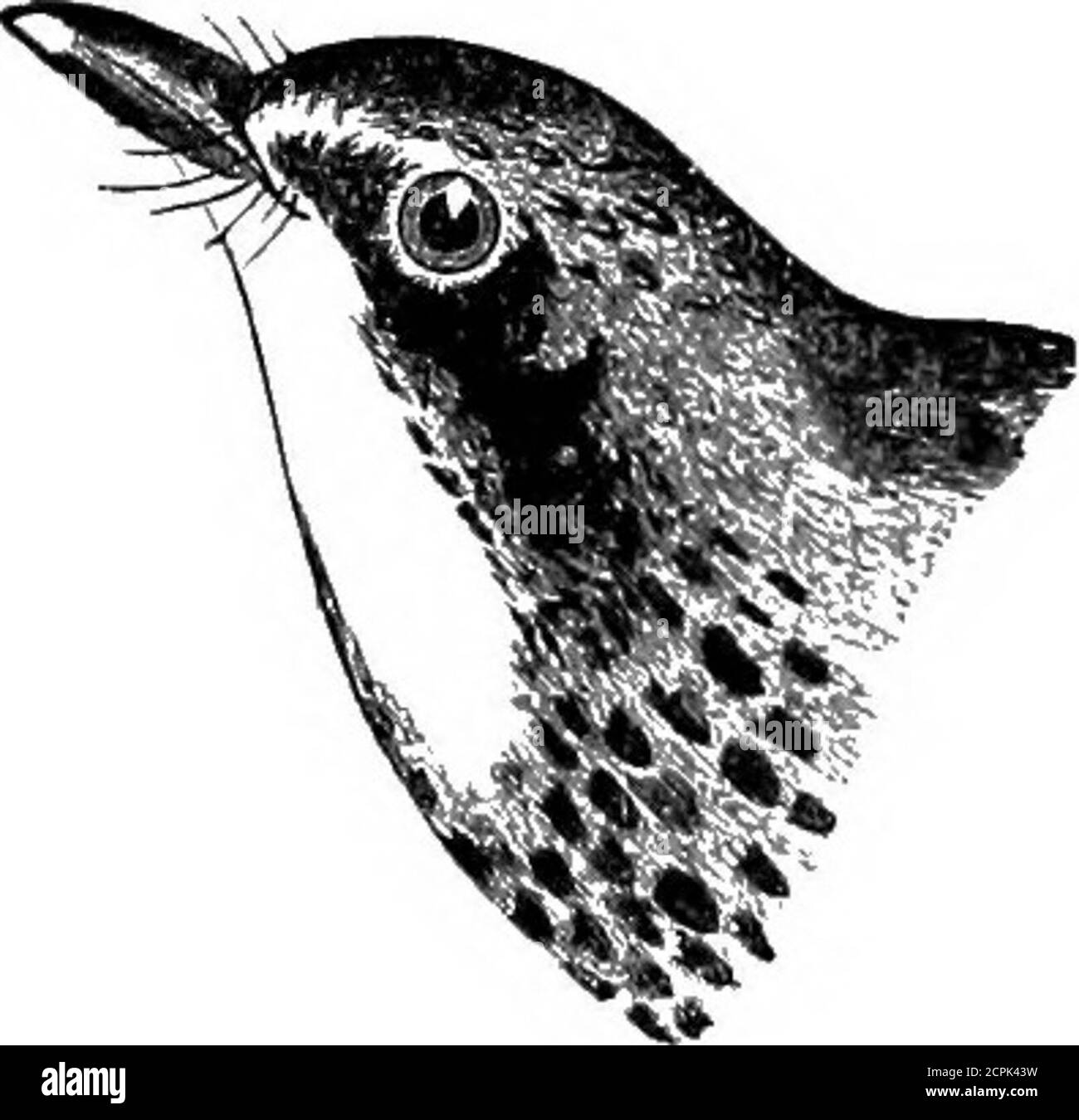 . Oiseaux du Michigan . Paruline à capuche, taille naturelle. 303-684^(146). Sylvania mitrata (Qmel.). * Paruline Ã capuchon; Paruline Ã capuchon de capture de mouche.assez commune dans le sud de l'État; généralement un migrant; mai et octobre; races beaucoup au sud de 42°, ont pris beaucoup de nids (Dr. M. Gibbs); transitoire commun dans le comté de Monroe (Jerome Trombley); niche en mai dans des buissons bas; oeufs trois, souvent seulement deux (Gibbs); un oiseau élégant. DÉPARTEMENT DE ZOOLOGIE. 119 304-685(147). Sylvania pnsilla (Wils.). Paruline de Wilsons; Paruline jaune verte à capuchon noir.assez commune dans le nord de l'Indiana (Butlers Birds of Indi Banque D'Images