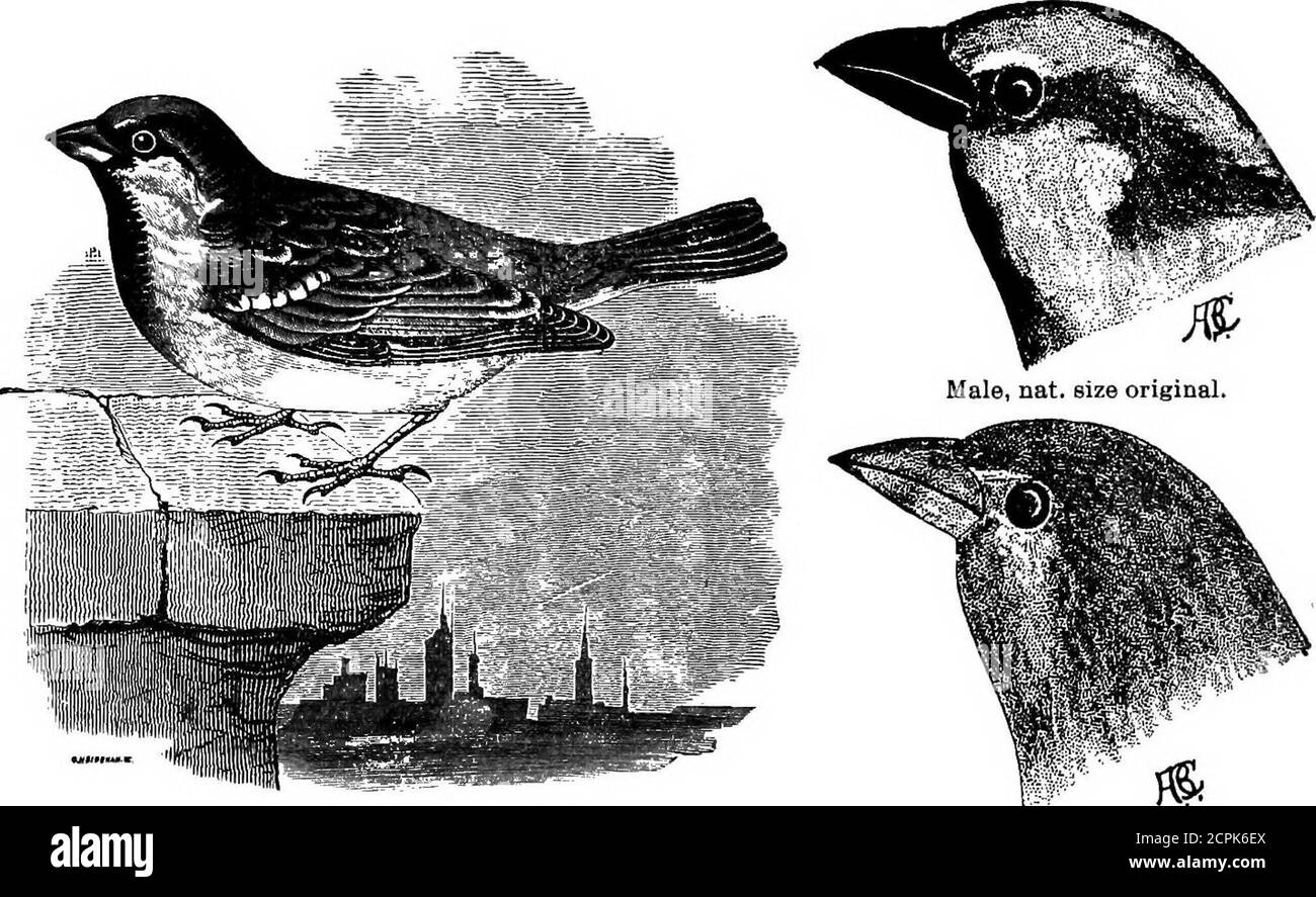 . Oiseaux du Michigan . Herbe Finch, réduit. 227-540-(232). Poocsetes graminens (Omel.). * Bruant vespéral; Bunking à aigedBunking; Finch à gazon; oiseau de terre.une de nos plus communes finches; dans tout l'État; avril à octobre; Île Mack-ainc (S. E. White); commune à Iron Mountain (E. W. Brewster); Kewee-naw point (Kneeland); à côté de la chanson, notre finch le plus commun (J. Trombley);sa jolie chanson du soir, vesper Song, lui donne l'un de ses noms communs; il fait la race; il fait deux fois trois couvées par an; il niche en mai, juin ou juillet, au sol, dans les pâturages, les prairies et au bord de la route; il y a quatre œufs, gris, tachés par d Banque D'Images