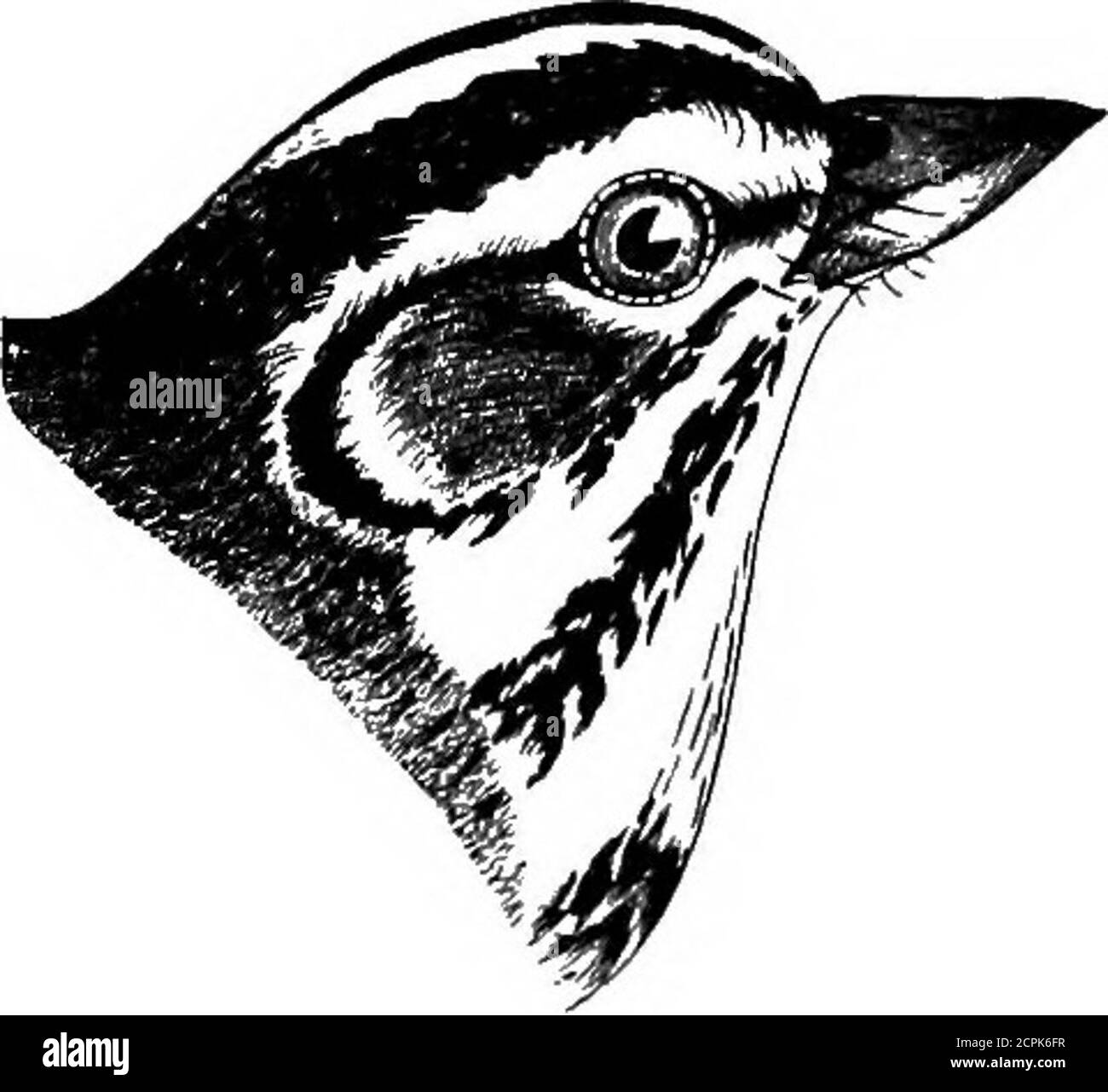 . Oiseaux du Michigan . partie de l'État (Prof J. A. Allen); races (GibbsBird du Michigan); comtés de Hillsdale et de Lenawee (A. H. Boies); augmente-lyablesque à Plymouth (J. B. Purdy); Jerome Trombley l'a trouvée se reproduisant à l'ombre dans le comté de Monroe; est de plus en plus courant que les forêts sont défrichées (Dr. M. GibbB); deux de ses noms communs proviennent de sa note stridulante. 231-547-(236). Ammodrainus henslowii {AUD.). Henslows Sparrow; Hens-Bount.rare; Northwestern Indiana, Lake County (Butlers Birds of Indiana); inclut la liste des oiseaux du Michigan par Boies et Covert. Monsieur A Banque D'Images