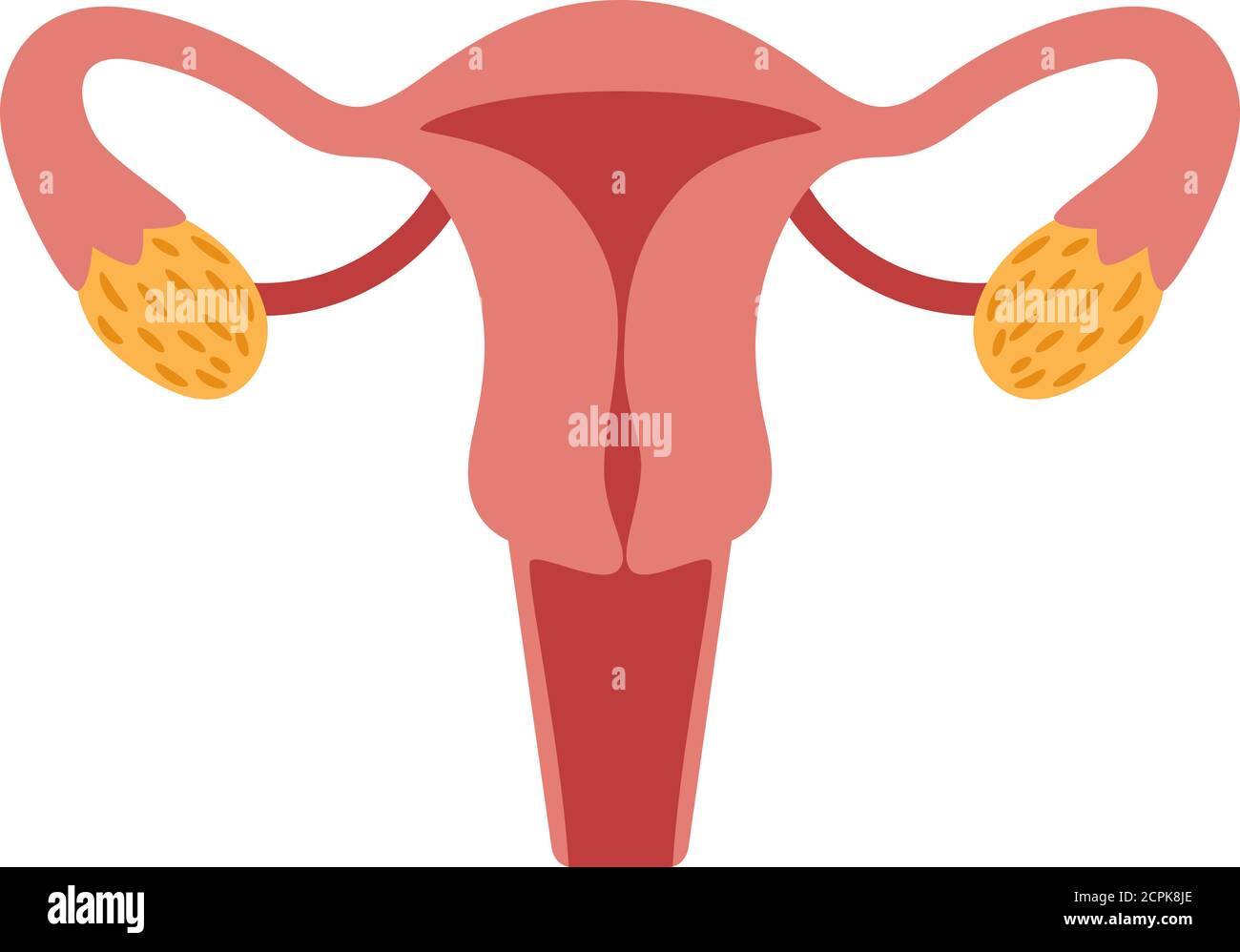 Système De Reproduction Féminin Pour La Grossesse Anatomie Femme Humaine Utérus Et Gynécologie 