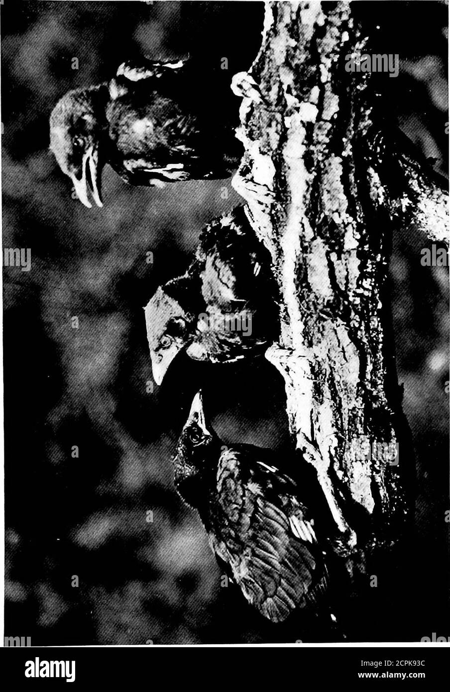 . Le sport de l'étude des oiseaux; un livre pour les jeunes ou les personnes actives . à l'agitation et à la find. Vraiment, j'ai travaillé dur, mais je n'ai pas eu de succès Tilli a rencontré un ami qui récemment, en se reposant dans des bois insomés, avait vu une mouche de corbeau à un nid dans une fourchette d'un gros châtaignier. On peut être sûr que je n'ai pas le temps de le faire me montrer le nid, le retard important étant d'examiner le nid d'un Ovenbird qui a flutté de ses oeufs presque à mes pieds. Tous les méchants au corneilles nichent, mais j'ai pris l'appareil photo avec moi un pantacher qui a grandi à côté de l'autre arbre, et j'ai vu trois jeunes corneilles presque entièrement à part en squatlow Banque D'Images