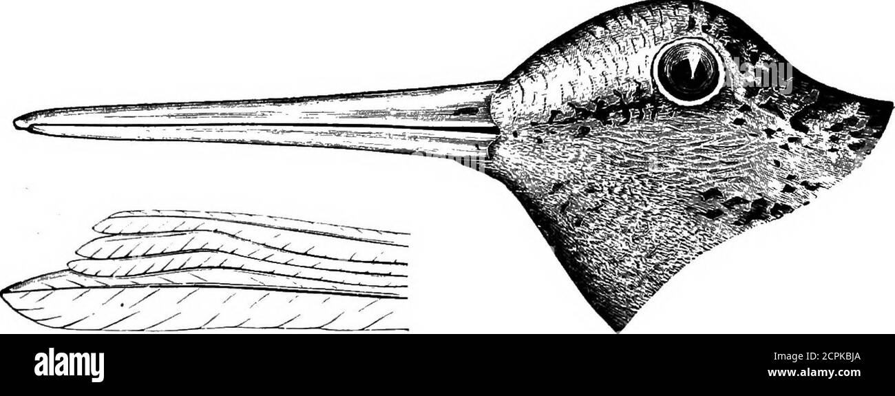 . Oiseaux du Michigan . (Dr M. Gibbs); le Dr J. B. Steere le met sans doute parmi les résidents d'été; pris par E. E. Brewster à Iron Mountain, mai 2,1890; Keweenaw point(Kneeland); les comtés du nord de l'Indiana, où il se reproduit (Butlers Birds of Indiana). 48 COLLÈGE AGRICOLE DU MICHIGAN. Famille RECURVIROSTRIDJE. Avocats et stilts. Très longs bills et jambes; nourriture petits mollusques, crustacés et insectes. Genre KECUHVIROSTRA Linn. 98-225(600). Recurvirostra americana Gmel. Avocet américain. Un spécimen du Michigan à l'Institut scientifique de Kent (E. L. Moseley); un pris par W. H. Collins ne Banque D'Images