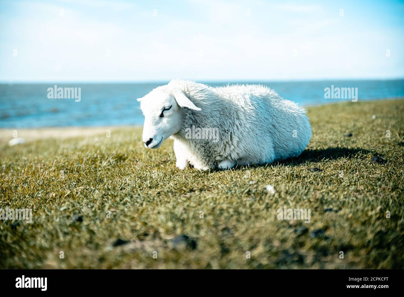 Mouton dans la digue Banque de photographies et d’images à haute résolution Alamy