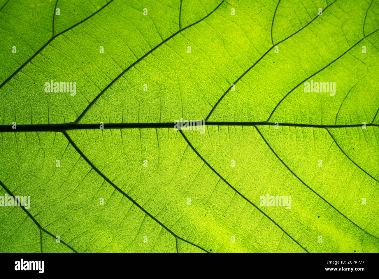 Gros plan sur la texture des feuilles vert naturel. Résumé du motif de texture des feuilles vertes pour l'arrière-plan. Banque D'Images