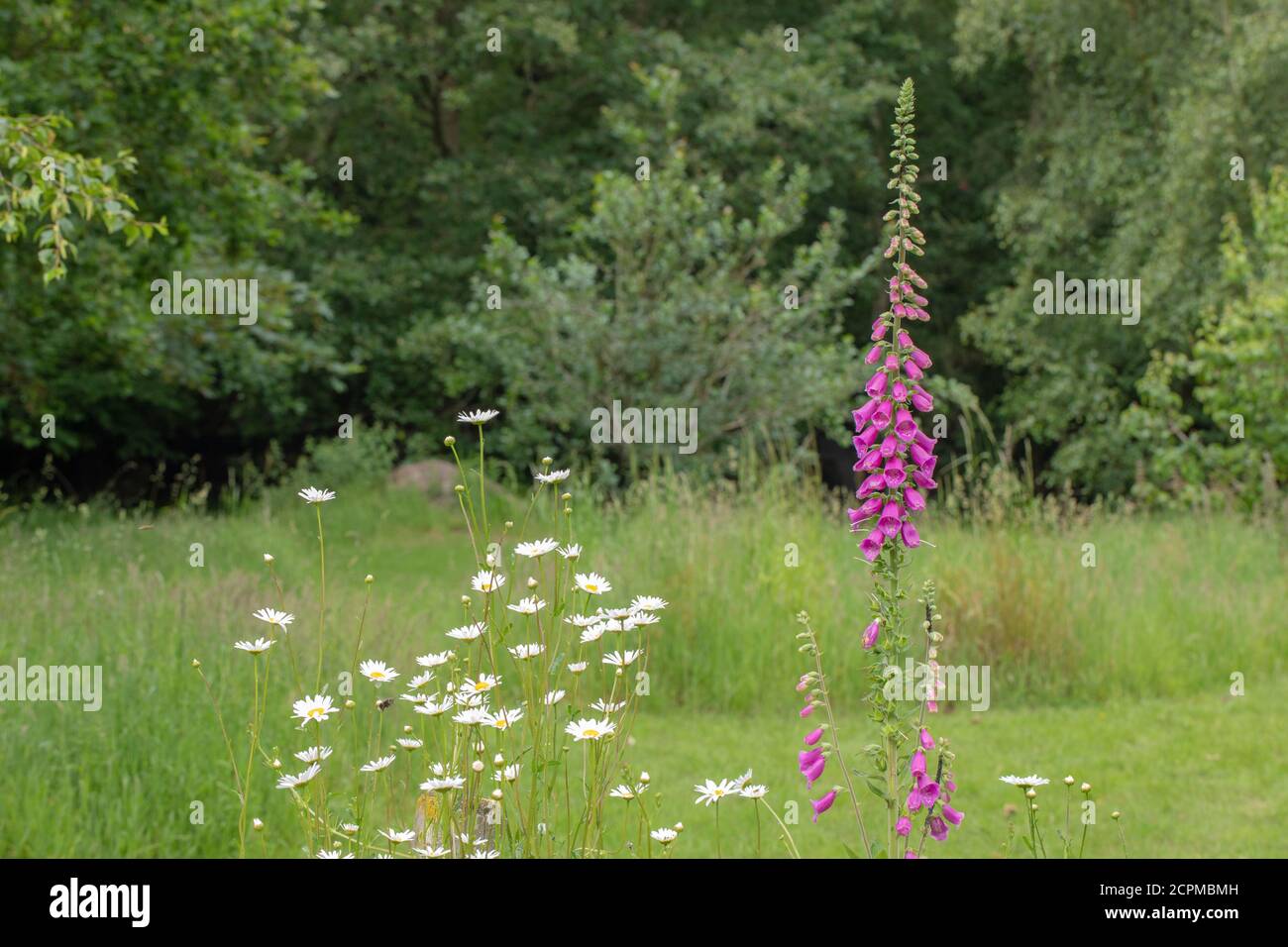 Foxglove (Digitalis purpurea) et les daises Oxeye (Leucanthemum vulgare). Un jardin privé, avec la faune et la biodiversité à l'esprit. Zones de diff Banque D'Images