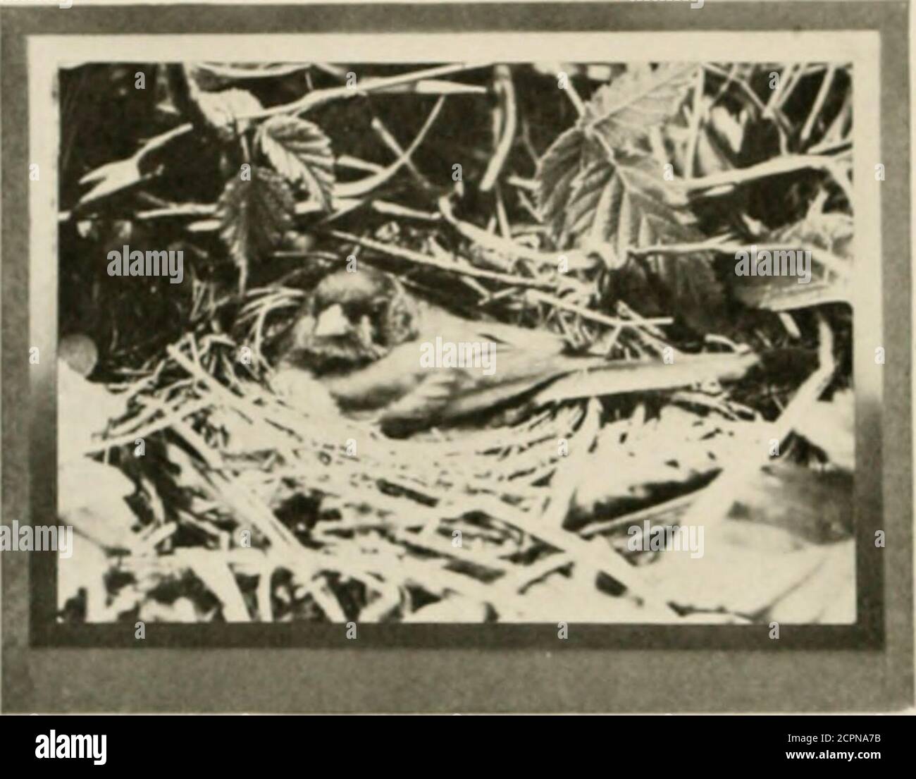 . Les oiseaux de Washington : un compte-rendu complet, scientifique et populaire des 372 espèces d'oiseaux trouvés dans l'état . om un de theirnninl)er ne sendthe comi entier)n'importe quel offpell-mell comme un itinéraire ofsches se rassemblent pour un grand concert. Les Themales montent le bush-to]) et se livrent dans des souches rivales, tandis que les fémalesrôdes sous couvert et prennent conseil de leurs coeurs. La chanson Juncos est une petite petite trille de tinkling, pas très prétentieuse, mais tendre et vinsome. Entre-spersed avec ceci est une variété de notes de sucer et de sipping, dont les utilisations arehard à discerner. De temps en temps. Aussi, un baiser forcé s Banque D'Images