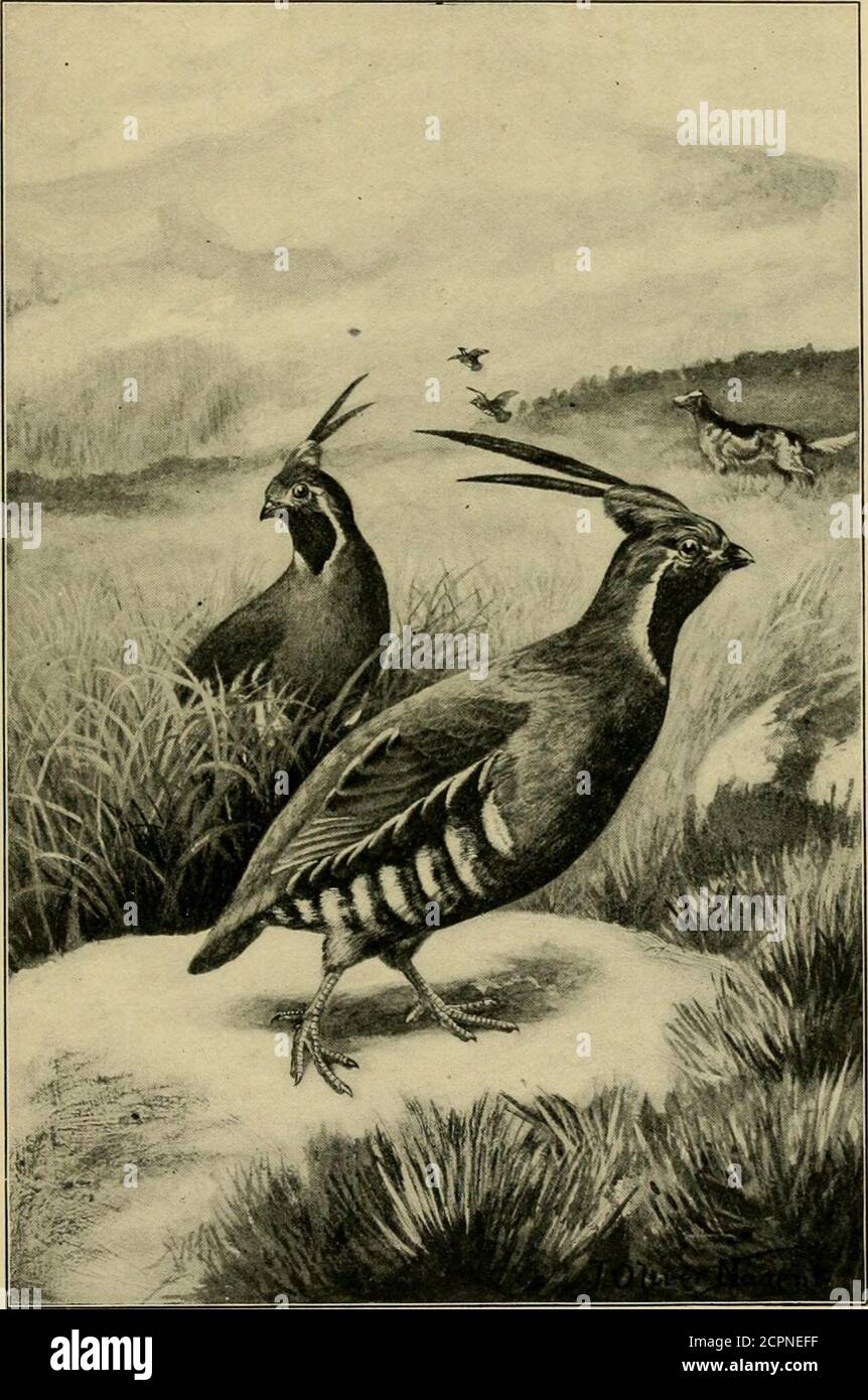 . Oiseaux de gibier de montagne . d les éleveurs de tâches et ratrainershave avaient. Mais le chien se lève à l'urgence, et comme les cailles chaque année en apprendre plus sur la therange d'un fusil et la vitesse de l'homme, ainsi, les dogapprennent à aller plus vite sans les rougder et hurlent à les croquter sans passer la ligne de danger, jusqu'à ce que le concours de brute contre brute soit maintenant la plus belle exposition sur terre, et assez pour traîner pour un long tramp avec le canon laissé à la maison. LA CAILLE DE MONTAGNE quand nous grimpons les plus grandes collines de la PacificCoast à l'endroit où les ruisseaux vivaces chantent des dépôts de fond, et la columbine et le tiger-lilybegin Banque D'Images