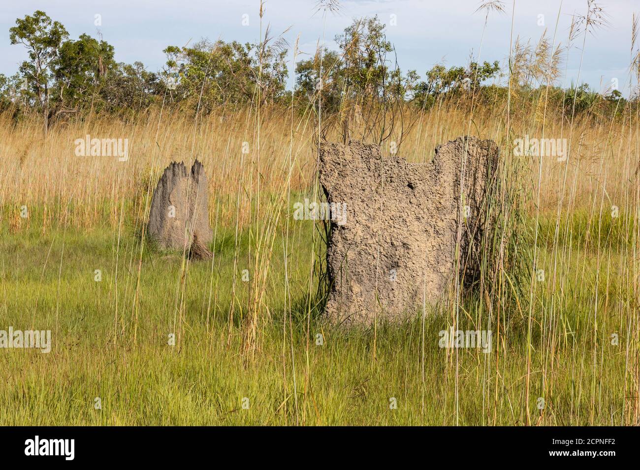 Monticules de termites de type magnétique dans un champ du territoire nord de l'Australie, par une journée ensoleillée. Banque D'Images