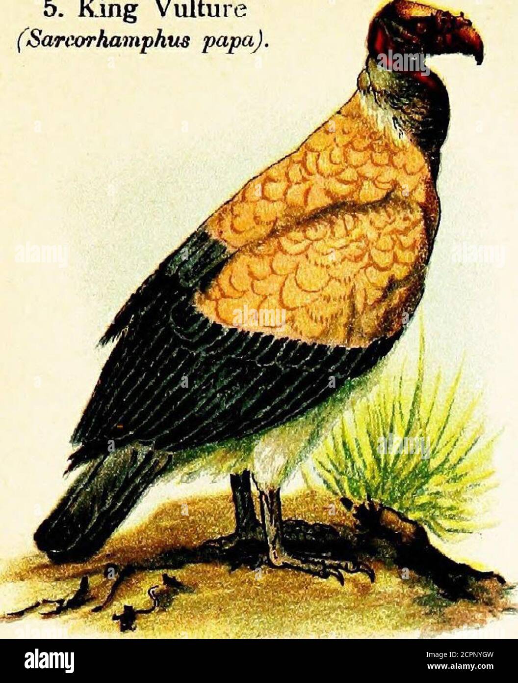 . Oiseaux du monde pour les jeunes . les jeunes sont de couleur plus foncée que les oiseaux adultes. L'Ospreyis est un parent et un compagnon le plus dévoué. Cet oiseau est par-ticulily beau et gracieux en vol. Le Kestrel est un petit faucon qui est encore tout à fait com-mon dans de nombreuses parties de l'Europe. Il est facilement recogé de ses habitudes de planer dans l'air sur des ailes de repos, toujours face au vent, et d'examiner le terrain avec les yeux vifs à la recherche des souris et insectsupon qu'il nourrit. Comme avec les Falcons en général, il ne construit aucun nid, mais utilise ceux qui ont été désertés par Crows et Magpies, ou dep Banque D'Images . Oiseaux du monde pour les jeunes . les jeunes sont de couleur plus foncée que les oiseaux adultes. L'Ospreyis est un parent et un compagnon le plus dévoué. Cet oiseau est par-ticulily beau et gracieux en vol. Le Kestrel est un petit faucon qui est encore tout à fait com-mon dans de nombreuses parties de l'Europe. Il est facilement recogé de ses habitudes de planer dans l'air sur des ailes de repos, toujours face au vent, et d'examiner le terrain avec les yeux vifs à la recherche des souris et insectsupon qu'il nourrit. Comme avec les Falcons en général, il ne construit aucun nid, mais utilise ceux qui ont été désertés par Crows et Magpies, ou dep Banque D'Images