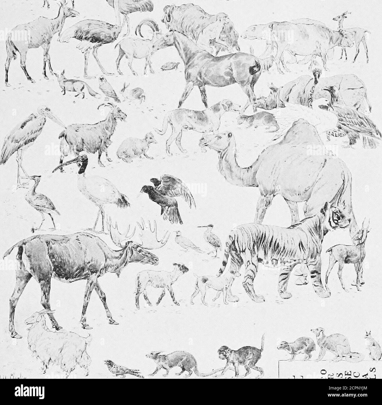 . Les utilisations de l'embrocation d'Elliman pour les chevaux, les chiens, les oiseaux, le bétail . 9 fondateur 159 mouche du gadou (voir Warbles) 171 Garget 155 anthrax brillant 159 glossite ou inflammation de la langue 160 hémorragie 160 coeur, maladies de 162 hose, ou husse 163 Hoven - 154 inflammation, commune, de l'oeil 156 de la langue 160 jaunisse 164 laryngite, Mal de gorge 164 intoxication au plomb 165 poux 165 maladies du foie 166 mâchoire de verrouillage ou tétanos 166 Lumbago 166 Mange 167 médicaments à conserver 179 fièvre du lait 167 ,, folie 167 tétines obstruées 168 Ophthalmie, périodique 156 palpitations du cœur 163 paralysie ou paralysie 168 Banque D'Images