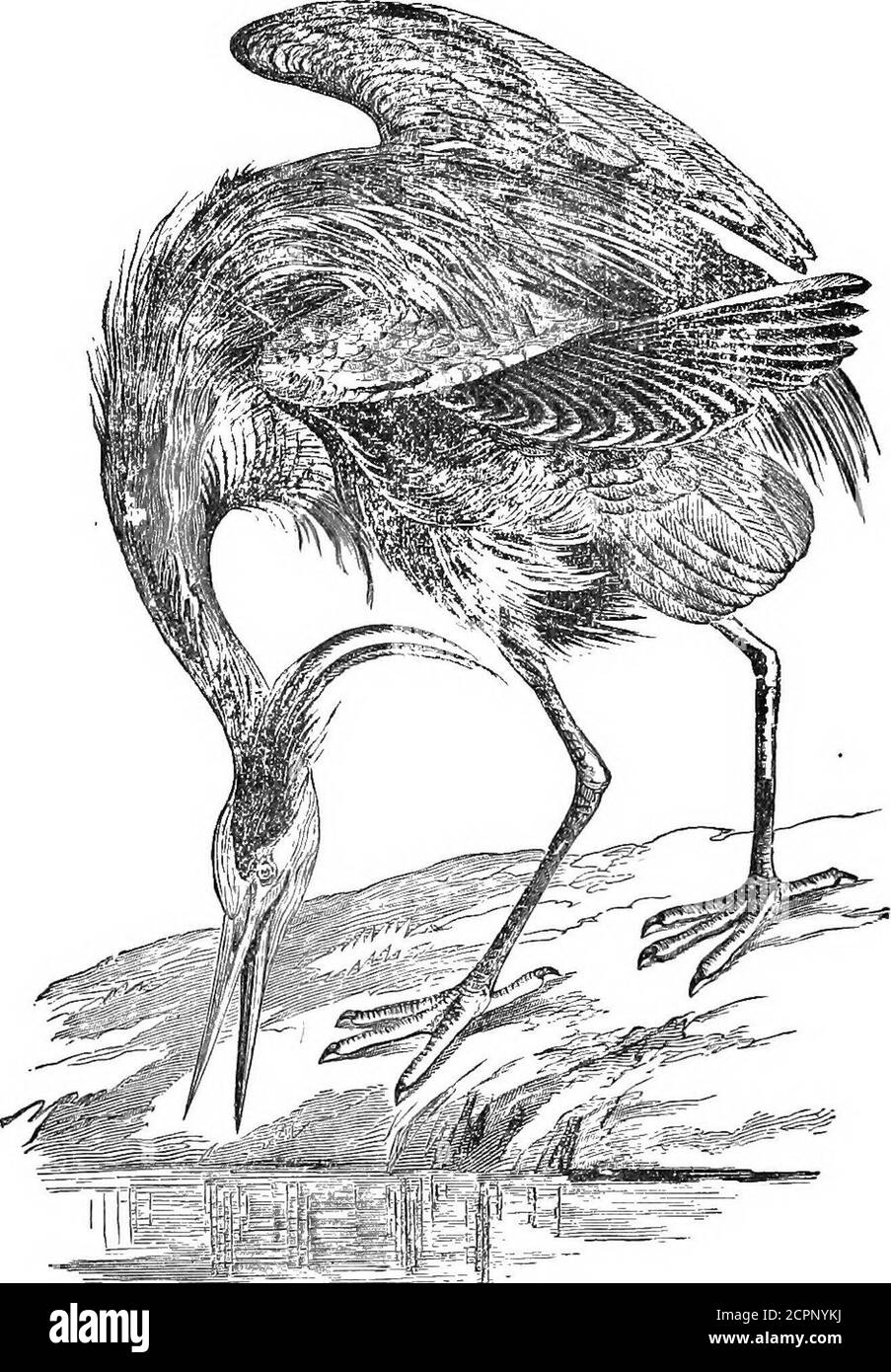 . Nos oiseaux dans leurs hunts : Un traité populaire sur les oiseaux de l'est de l'Amérique du Nord . est projeté vers l'avant et le cou étendu, tandis que la tête dards dans l'eau;le poisson malade qu'il soulève, empagé sur ses longues et pointues mandibles, disparaît dans son gouletot capaciteux avec quelques coups de la tête. Comment gracieux est chaque atti-étude et mouvement de cet oiseau gigantesque. Et pourtant, quand il est tué, il apparaît de manière inongueuse. Environ 4 pieds et plusieurs pouces de la pointe de la facture à la fin de la queue, et un pied longierde la pointe de la facture aux extrémités des orteils, la generalcolor est un Blu délicat Banque D'Images