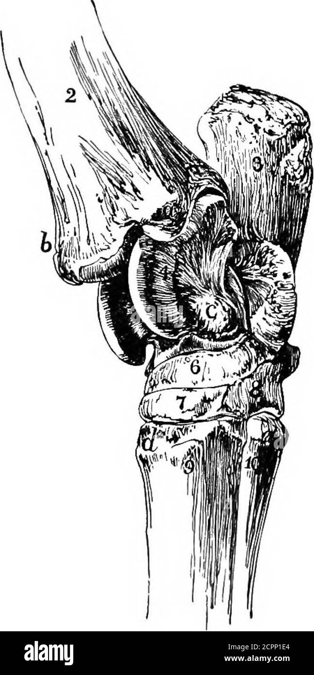 . Les utilisations de l'embrocation d'Elliman pour les chevaux, les chiens, les oiseaux, le bétail . Viev antéro-interne de la spavine Exostosisconstituante. OS scapuhoides. OS cuneiforme parvum. Croissance morbide de l'os, constituant la disaseconnue sous le nom de spavin osseux. Grand métatarsien ou canon. Vue interne des os de la Tarse.2 extrémité inférieure du tibia. t*. Malléole interne. b. Sallaolus éiternal. 3. Calsis se. 4 et 5. Les surfaces d'articulation sur l'astraga-lus, qui, avec les correspondants sur le tibia, forment la grande articulation du squelette. b. Tubercule sur l'astragale pour la fixation des ligaments. Banque D'Images . Les utilisations de l'embrocation d'Elliman pour les chevaux, les chiens, les oiseaux, le bétail . Viev antéro-interne de la spavine Exostosisconstituante. OS scapuhoides. OS cuneiforme parvum. Croissance morbide de l'os, constituant la disaseconnue sous le nom de spavin osseux. Grand métatarsien ou canon. Vue interne des os de la Tarse.2 extrémité inférieure du tibia. t*. Malléole interne. b. Sallaolus éiternal. 3. Calsis se. 4 et 5. Les surfaces d'articulation sur l'astraga-lus, qui, avec les correspondants sur le tibia, forment la grande articulation du squelette. b. Tubercule sur l'astragale pour la fixation des ligaments. Banque D'Images