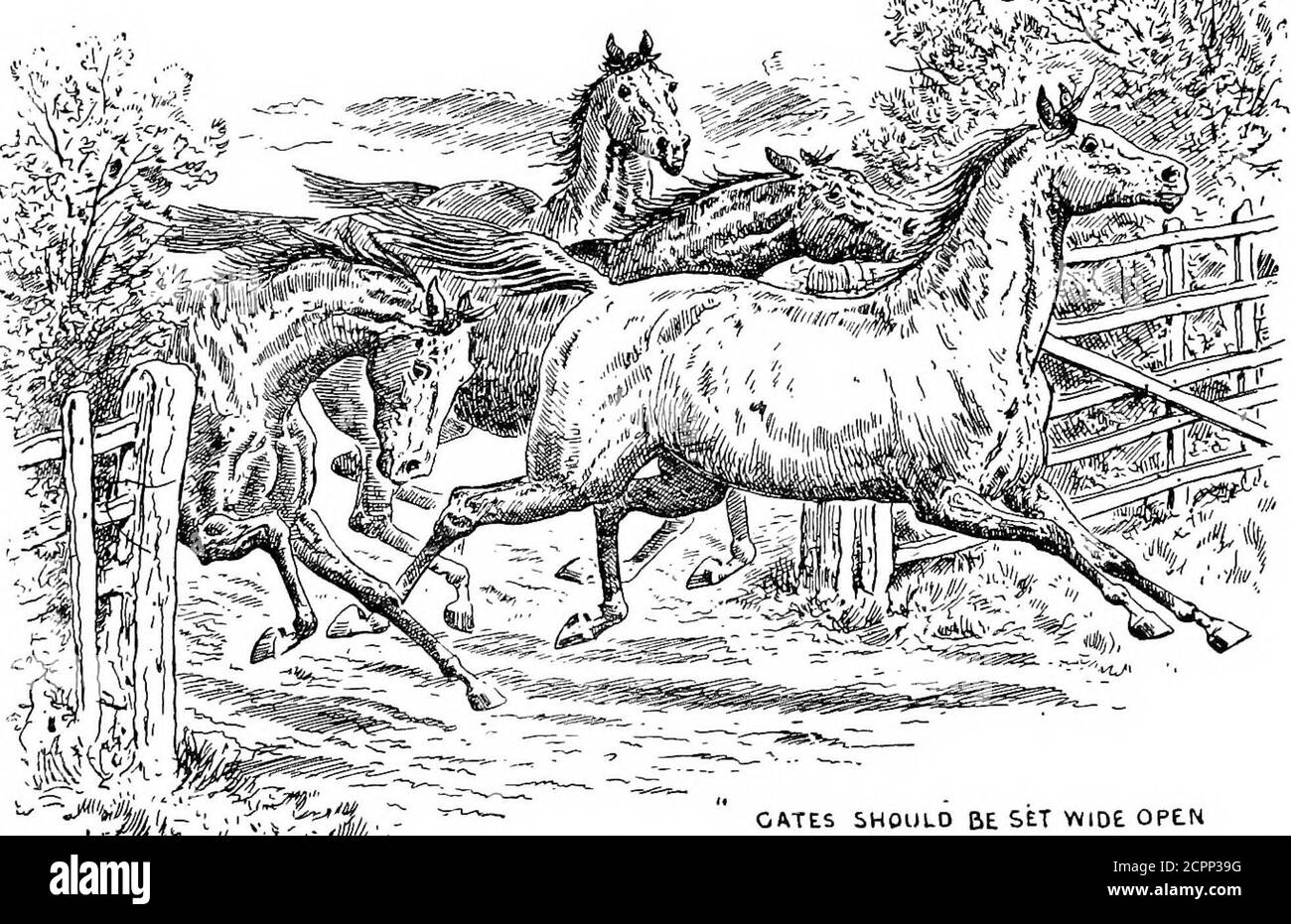 . Les utilisations de l'embrocation d'Elliman pour les chevaux, les chiens, les oiseaux, le bétail . LES JEUNES CHEVAUX DE FERME LORSQU'ILS SONT MIS POUR LA PREMIÈRE FOIS À LABOURER 4 ■ j&lt;fk/.. Droits d'auteur. LES PORTES DOIVENT ÊTRE OUVERTES AVANT que vous ne soyez autorisé à passer par . CHEVAUX. EAU CHAUDE. Un mot ici au sujet de l'eau chaude. C'est souvent utilisé trop chaud, ce qui peut causer de mauvaises imperfections, sans parler de la souffrance inutile donnée aux animaux par une telle utilisation. Chaque fois que l'eau chaude est mentionnée dans ce livre, il est destiné à signifier tout aussi chaud que aman peut confortablement porter son coude dans; la main de thoseengagedans le travail manuel étant généralement beaucoup moins sensibiltiveque la peau Banque D'Images