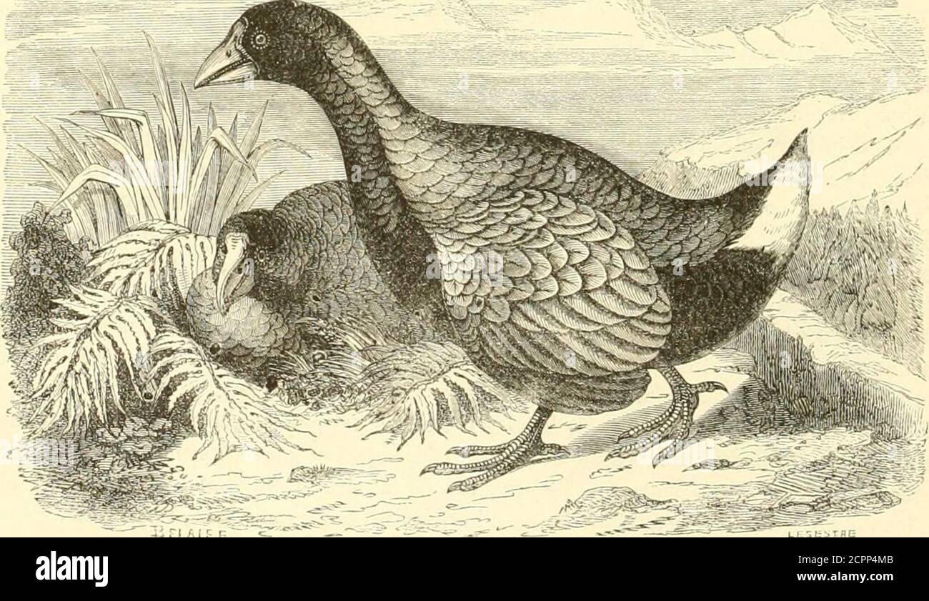 . Historique naturel des oiseaux : suivant une classification de Isidore Geoffroy-Saint-Hilaire ; avec l'indication de leurs derniers et de leurs rapports avec les arts, le commerce et l'agriculture . sont dun rouge bâle; le double média est pluslong que le tarse. —Celte Espèce est original dAfrique; on la peu à peu naturalisée dansle midi de lEurope, le long de la Méditerranée. La poche sultane court avec vitesse sur lateiTe, et ses mœurs sont analogues à celles de la poche deau; mais elle sert au régime les graines de Riz et de Maïs, celle porte à son bec avec un pied, en sète Banque D'Images