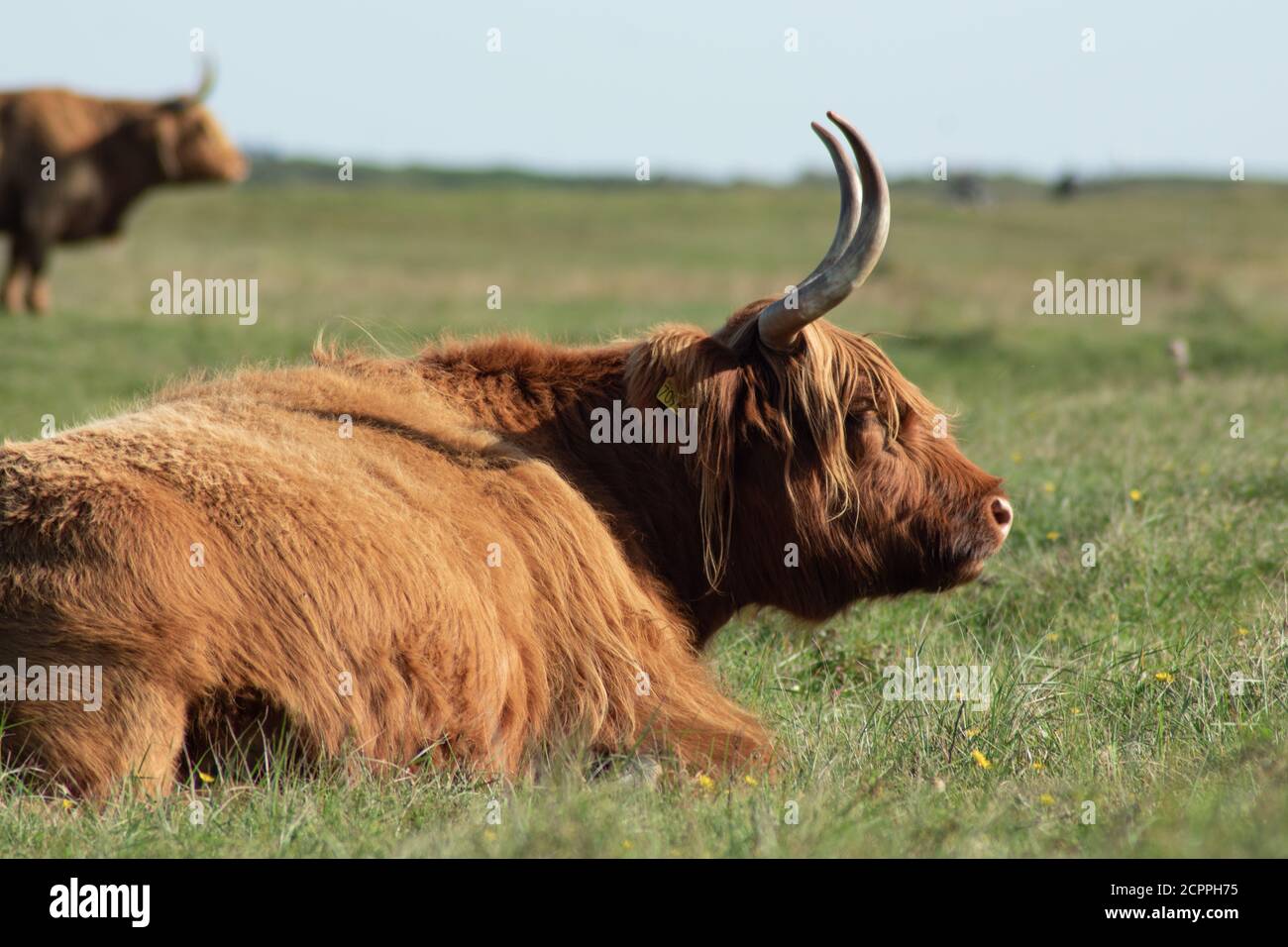 Vache des Highlands qui s'épose dans le champ et profite du soleil. Banque D'Images