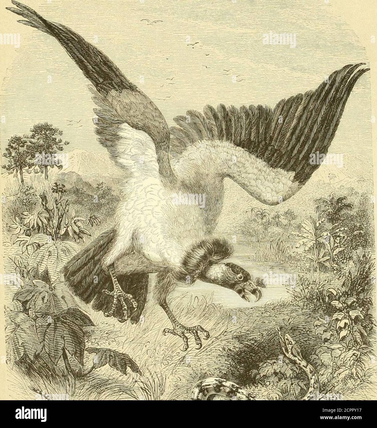 . Histoire naturelle des oiseaux : suivant une classification de Isidore Geoffroy-Saint-Hilaire ; avec l'indication de leurs moteurs et de leurs rapports avec les arts, le commerce et l'agriculture . 1I&gt; W:i -f^ S^YiCO^k^îft^ îl^îl^^ V ^^^^^^o^^W™* fttY*^^^^■ FAMILLK DES FALCONIDÉS. 63 parallèle à la tête du bec, sans cloison cartilaginuse qui les sépare ; le bec est sur-montant dune crête charnue, espaisse, festonnée ; la tête et le sont nus, ou garantie de poils très-rares ; les tarses sont articulées ; le cou, nus est robeux-rares ; les ailes sont obtuses ; la qu Banque D'Images