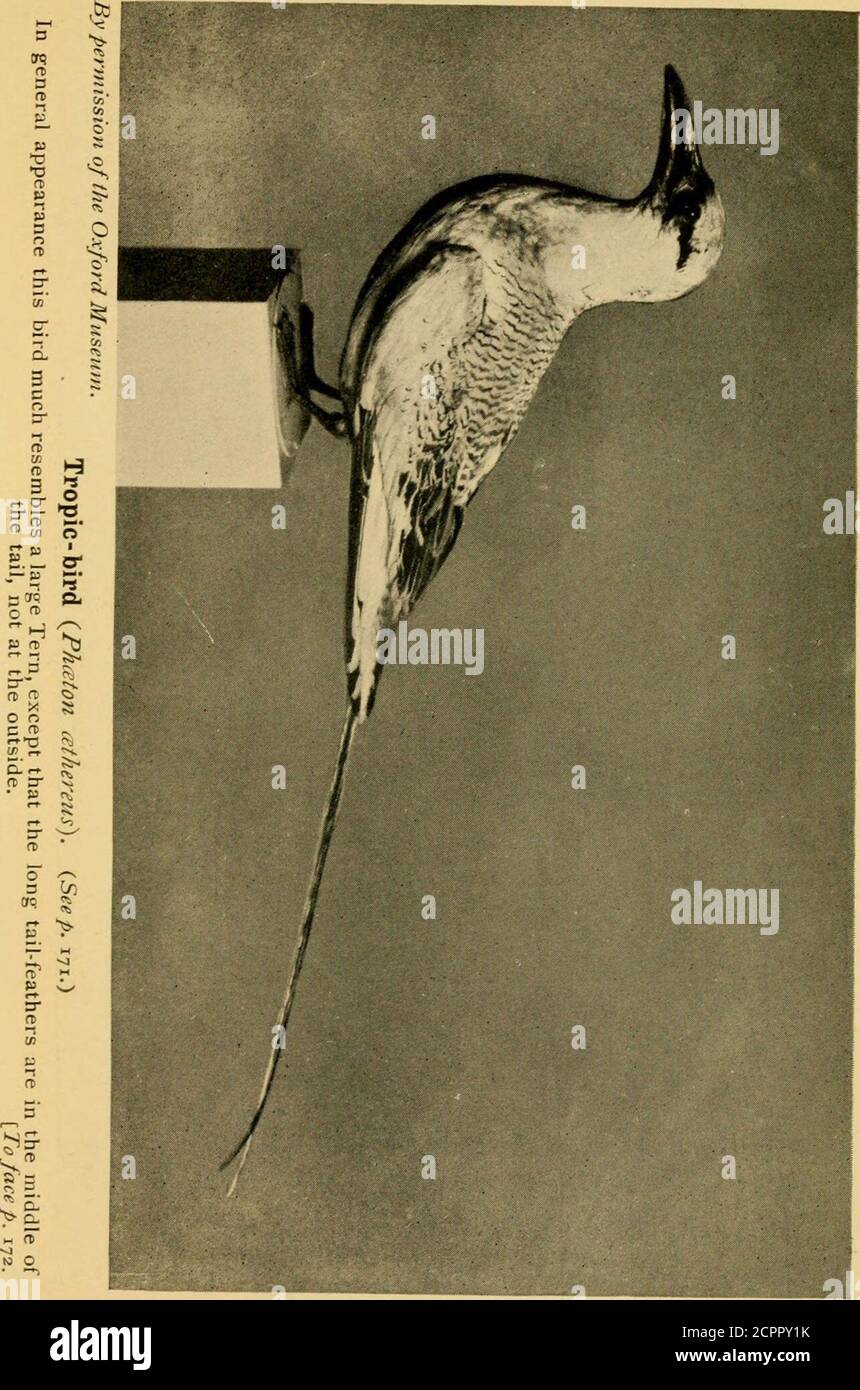 . Les oiseaux du monde une classification simple et populaire des oiseaux du monde . ong centre queue-plumes rouge, et l'OrangeTropic-Bird {P. fulvus), qui est d'une couleur saumon-orange, ils ont tous l'air beaucoup de la même couleur. Theyare appelé Boatswain-oiseaux par les marins. Trompettistes [Psophiidce). Diagnostic.—oiseaux terrestres de taille modérée, avec une petite, un bec semblable à une volaille, de longues jambes et deux toeswebbed extérieurs à la base. Taille.—à propos de celle d'une volaille. Forme.—Bill court, à l'instar de la volaille ; les pieds avec de longs tiges, les orteils modérés, deux face externe de la base de la toile; l'arrière-orteil court, élevé, et inutile ;ailes à l'instar de la volaille, court Banque D'Images