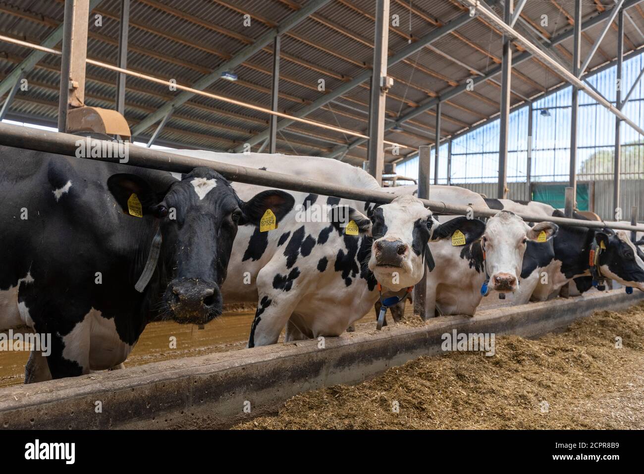 Vaches dans l'étable Banque D'Images