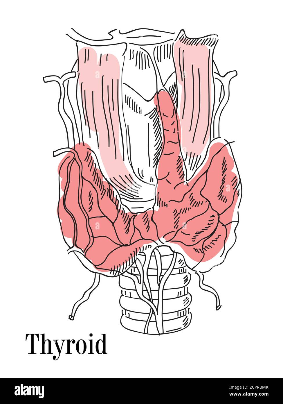 Illustration vectorielle de la thyroïde et de la trachée. Icône de l'anatomie des organes du corps humain. Concept médical sur un fond isolé Illustration de Vecteur