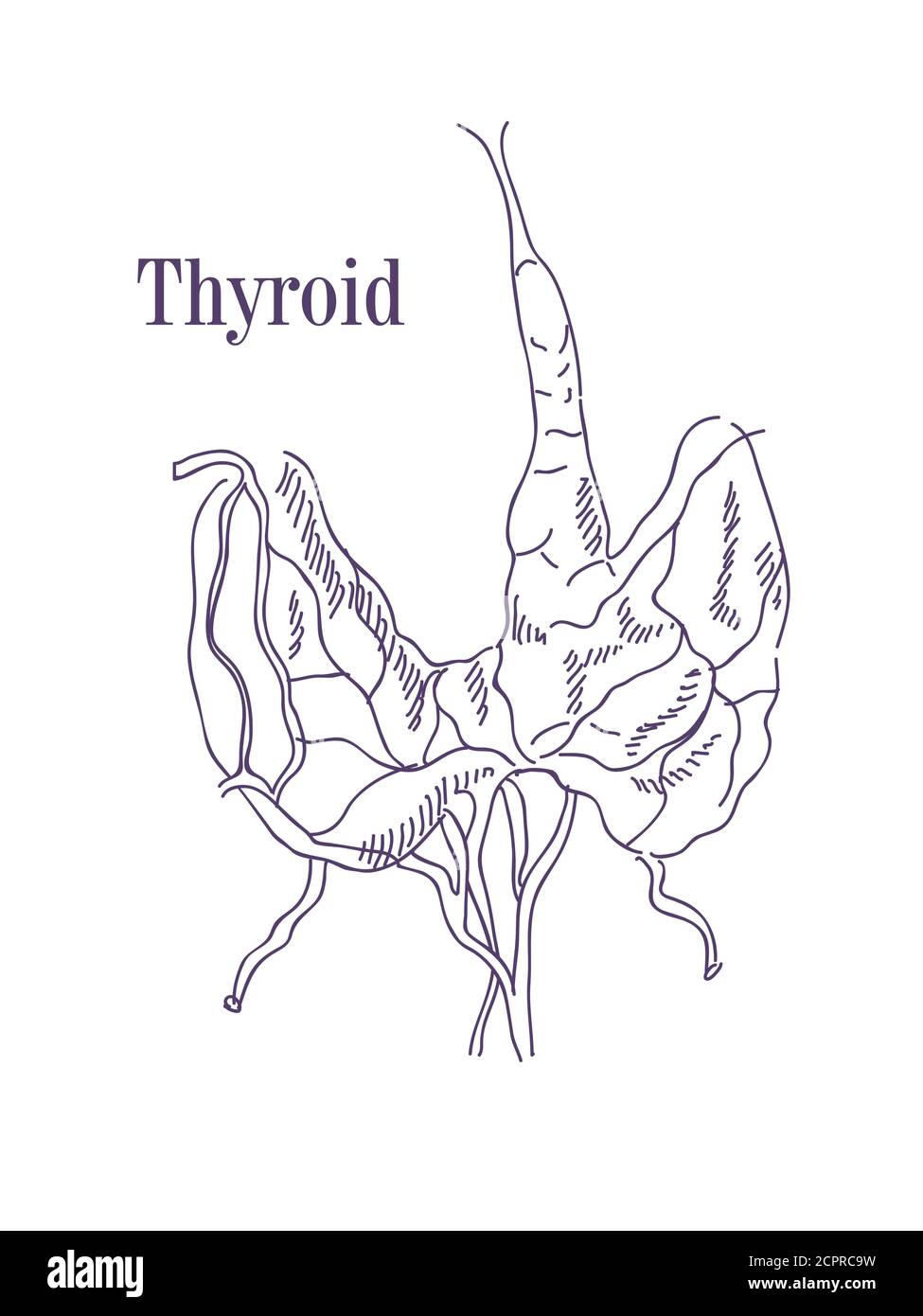 Illustration vectorielle de la thyroïde. Icône de l'anatomie des organes du corps humain. Concept médical sur un fond isolé Illustration de Vecteur