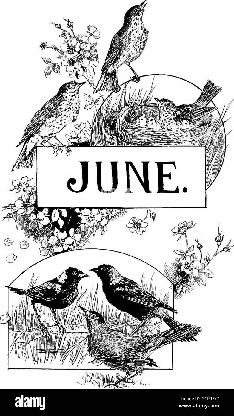 Tout Au Long De L Annee Avec Des Oiseaux Et Des Poetes Poemes Thistles Dans Les Automnes Jaune Nuit Non Pas Ivhiu Bob White Bob White Henry T Stanton Avec L Autorisation De