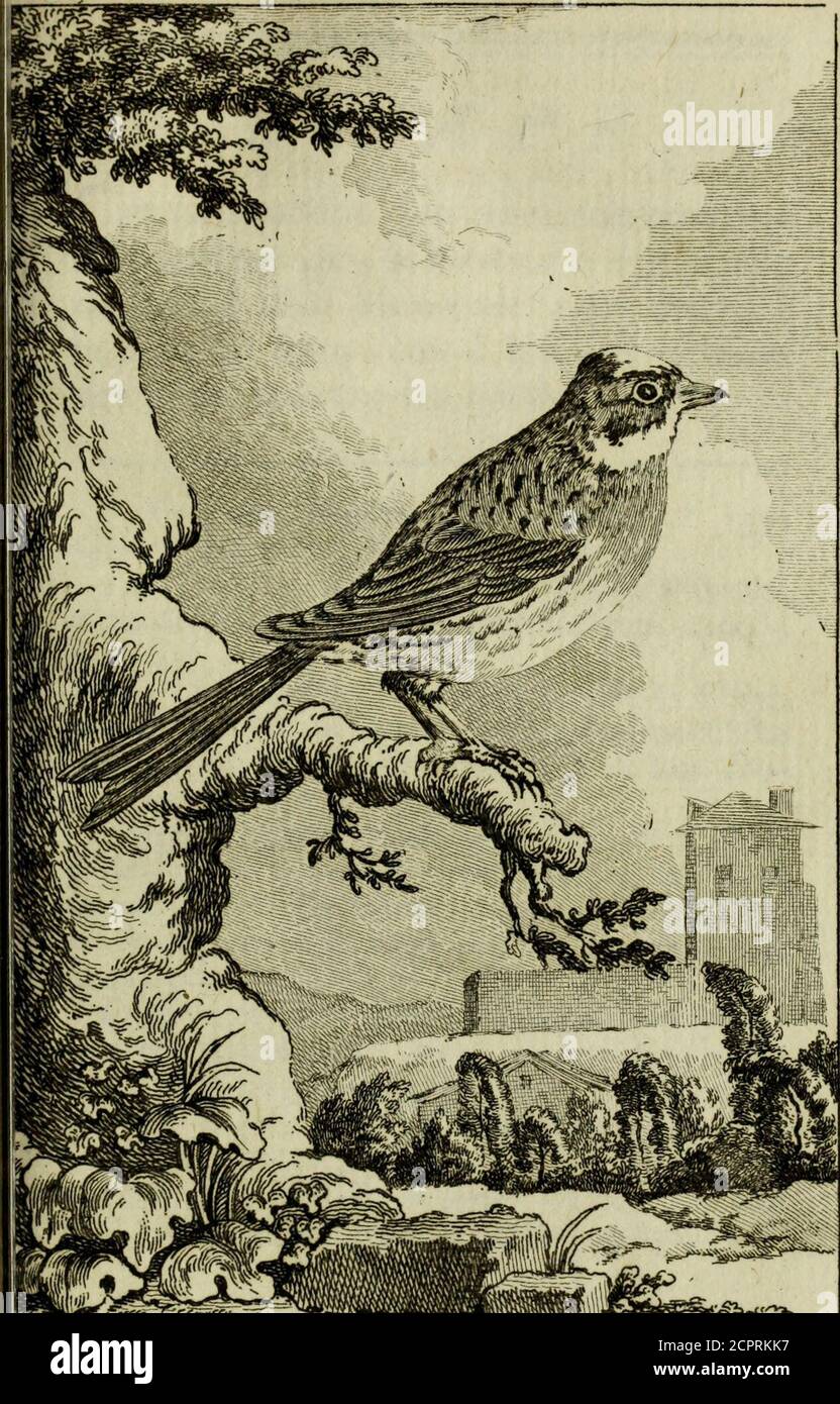 . Historique naturel des oiseaux . -bec 5mais plus petit : fes bords fauteurs fontés près de la pointe, et reçoivent les bords du bec infère,qui font ^in peu rentrans : Toifeau péun plus dune once, et fa grofeur à notre-dame-de-notre-coulier. Longueur totale, cinq vers & demi,bec 5 lix lignes & demi -, vol , neufouvres -, queue , vingt-trois lignes , unpeu fourchue, débaiye les ailes de dix àonze liges , pieds, fept liges & demi*,neudoigt mieu 5. Ces oiféauxont une sélection du fiel, un agent de filtration muf-culeux 5 doublement dune membrane fansahé Banque D'Images