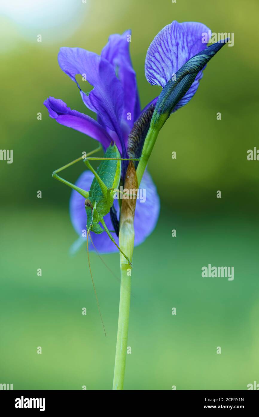 Iris de Sibérie, Iris sibirica, meadow iris Banque D'Images