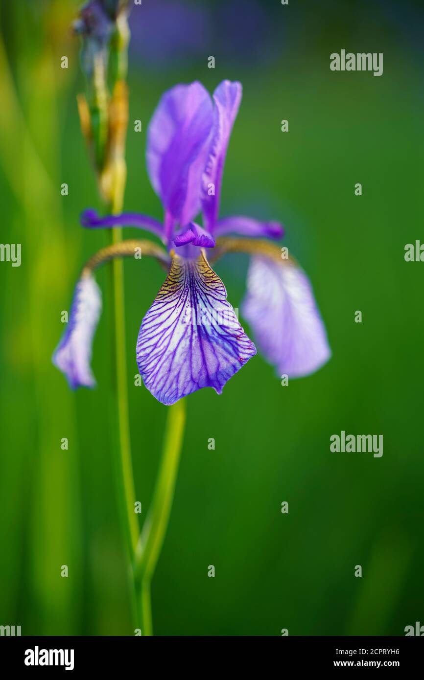 Iris de Sibérie, Iris sibirica, meadow iris Banque D'Images