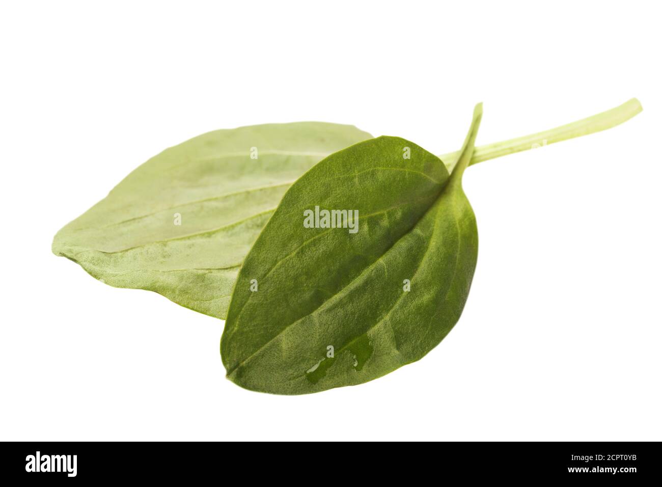 Deux feuilles plantain isolées sur fond blanc Banque D'Images