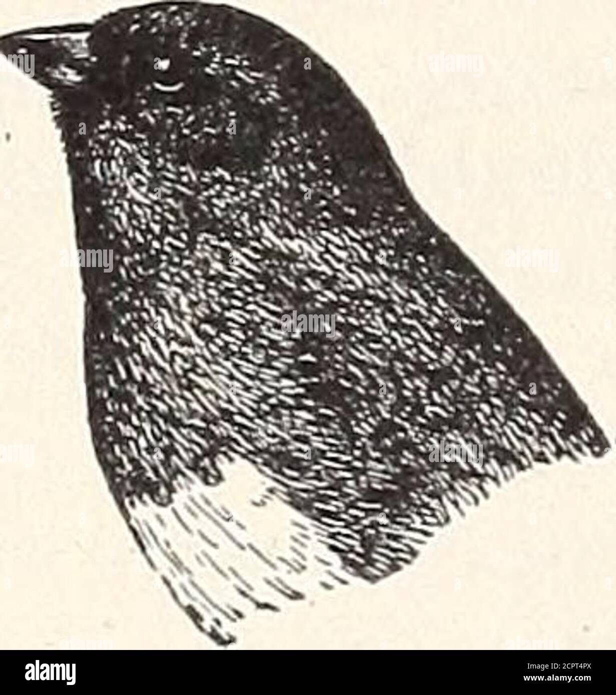 . Manuel des oiseaux de l'ouest des États-Unis y compris les grandes plaines, grand bassin, pente du Pacifique, et inférieur Rio Grande vallée . ifornia; la pêche à la Sibérie. Nid.—habituellement sur le sol, assez volumineux, composé en grande partie de tiges et de rootlets d'herbe séchés, tapissés de matériaux plus tendres. Oeufs: usu-Ally 4 ou 5, blanc, verdâtre, ou buffle, tachetés de brun rougeâtre. — insectes et mauvaises herbes. Les Juncos sont des forestiers ou des alpinistes qui sont conduits en bas des montagnes dans les vallées douces quand les neiges graves viennent.de cette façon, l'espèce Sierra passe l'hiver dans les parcs et cimetières o Banque D'Images