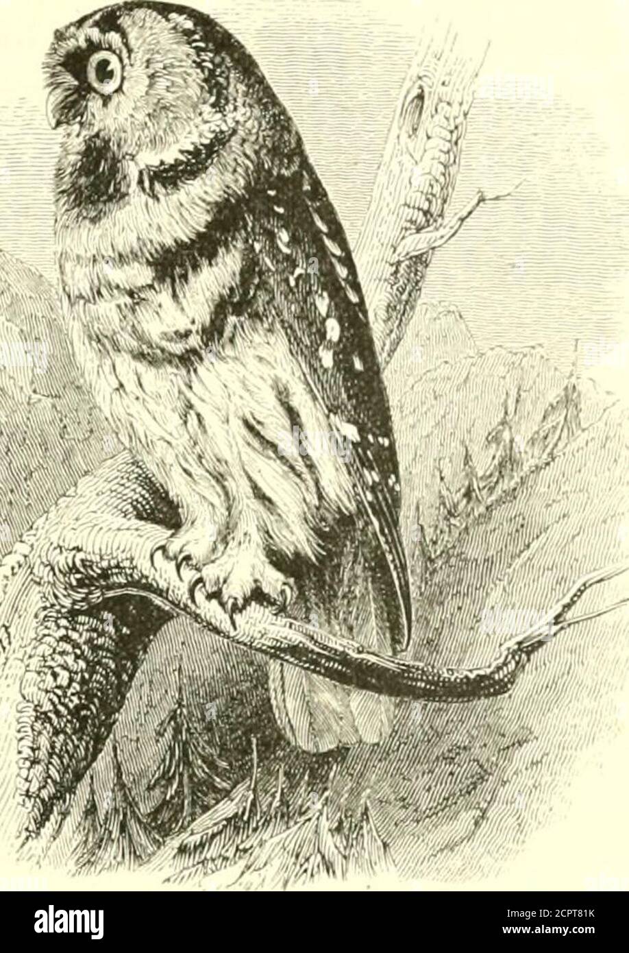 . Un manuel illustré des oiseaux britanniques . re que tout autre membre britannique de la famille. Certains individus audacieux n'apprécient pas une approche de leur nid, et des cas sont même connus d'agressivité distincte. La nourriture se compose de campagnols, de rats, de souris, de musaraignes, d'écureuils, de mules, de petits oiseaux, d'insectes et de poissons de surface. Le mâle adulte a les parties supérieures de différentes nuances de cendre tachetée de brun, avec de grandes taches blanches sur les bandes extérieures de couvre-rix; queue barrée de brun et de blanc; les parties inférieure de blanc-buffle, marbré de pâle et strié de brun foncé; disque facial grisâtre, avec humour Banque D'Images