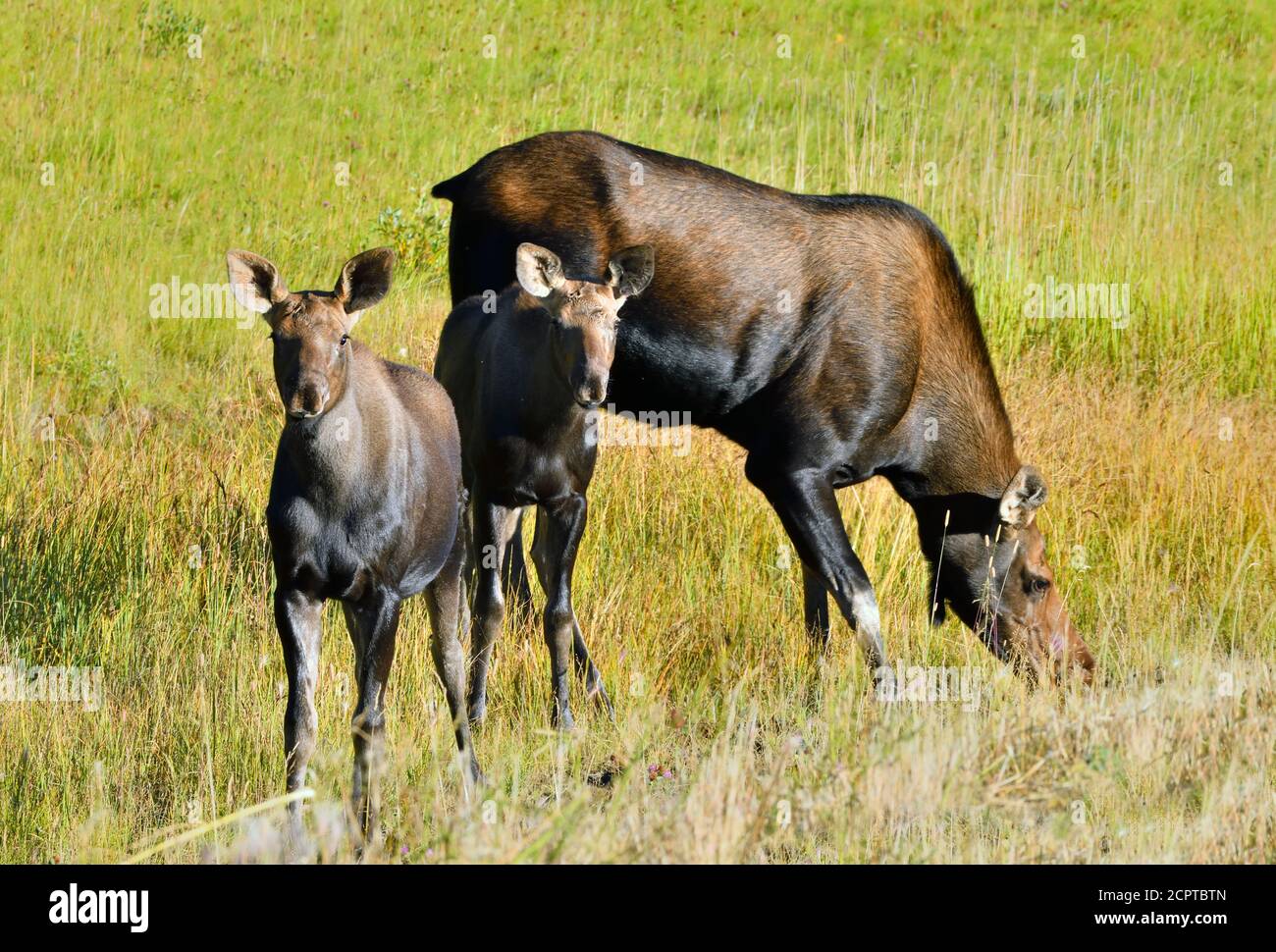Une mère d'orignal 'Alces alces', avec deux veaux qui fourragent dans un pré dans les régions rurales de l'Alberta au Canada. Banque D'Images